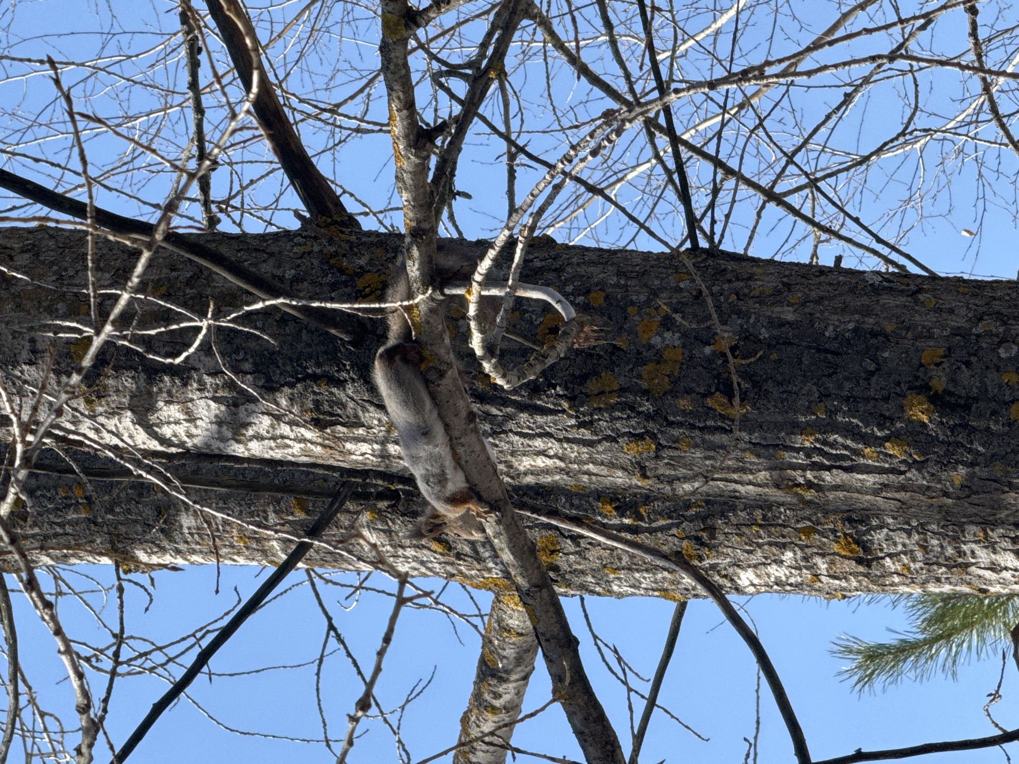 A gray squirrel is clinging to a tree branch. The photo was taken from below, looking up at the squirrel and the sky, which is visible through the bare tree branches. The squirrel is upside down, holding onto the tree branch with its feet. The tree branch is large and covered in rough bark. Patches of lichen are visible on the bark. The sky is blue. The image appears to be taken in a wooded area or park. It is unknown if this photo was taken in the city of Chaikovsky, Russia.