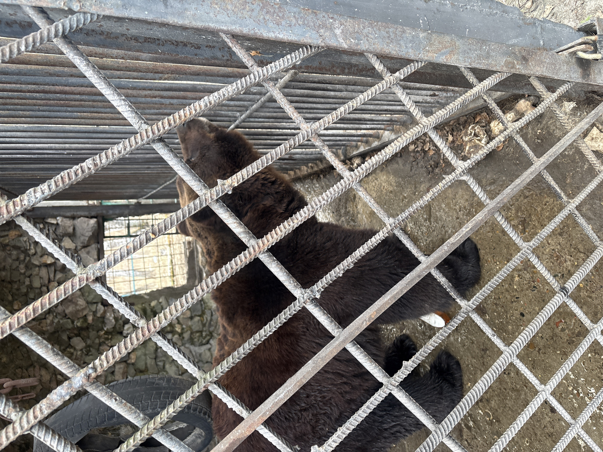 The image depicts a brown bear in a cage, possibly in Таскино, Russia. The bear is mostly brown with some black fur, especially on its paws. It is standing and appears to be looking upward. The cage is made of metal bars arranged in a crisscross pattern, with a metal grate above. Inside the enclosure, a tire can be seen, along with a window opening to a stone wall. The cage floor is concrete with some debris.