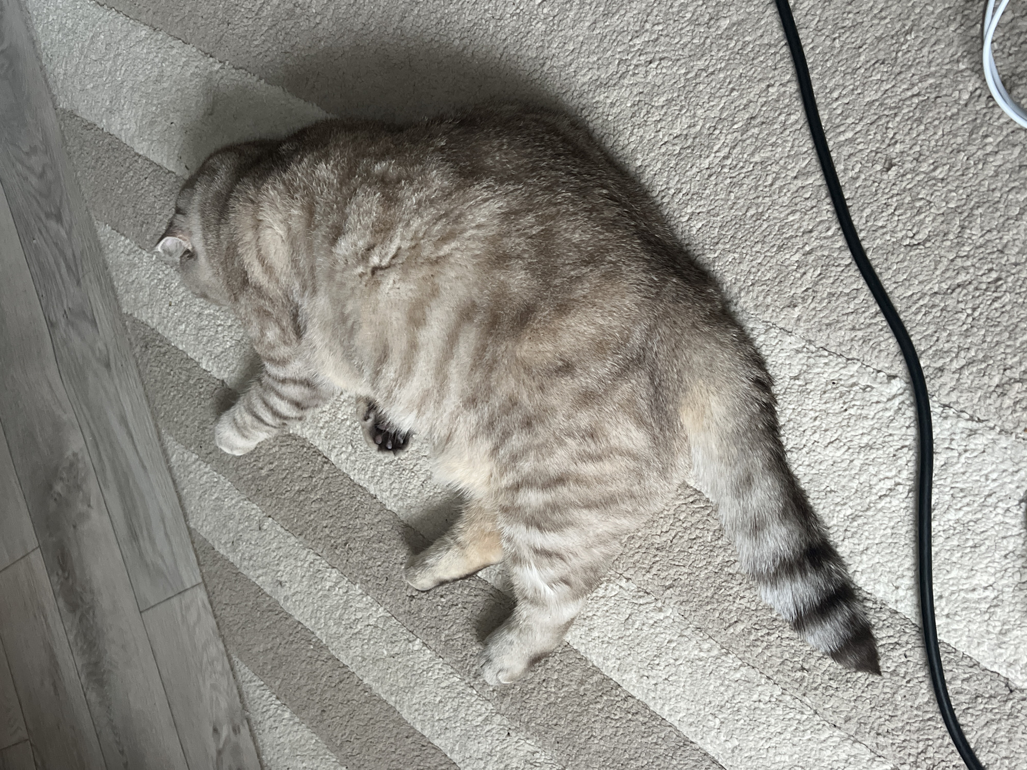 A domestic cat lies on a light-colored carpet with gray stripes. The cat is gray with dark stripes and a striped tail. A black cord is visible on the right side of the image.