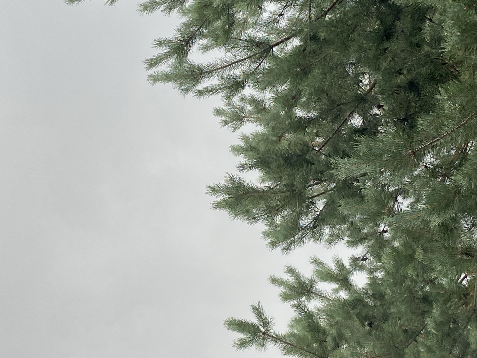 The image shows a close-up view of pine tree branches against a light, overcast sky. The branches are dense with green needles, and some small brown pine cones are visible. The perspective is looking upwards into the canopy of the trees. The scene is natural and appears to be outdoors. There are no people, man-made structures, or specific landmarks that would indicate a location within the city of Balashikha, Russia.