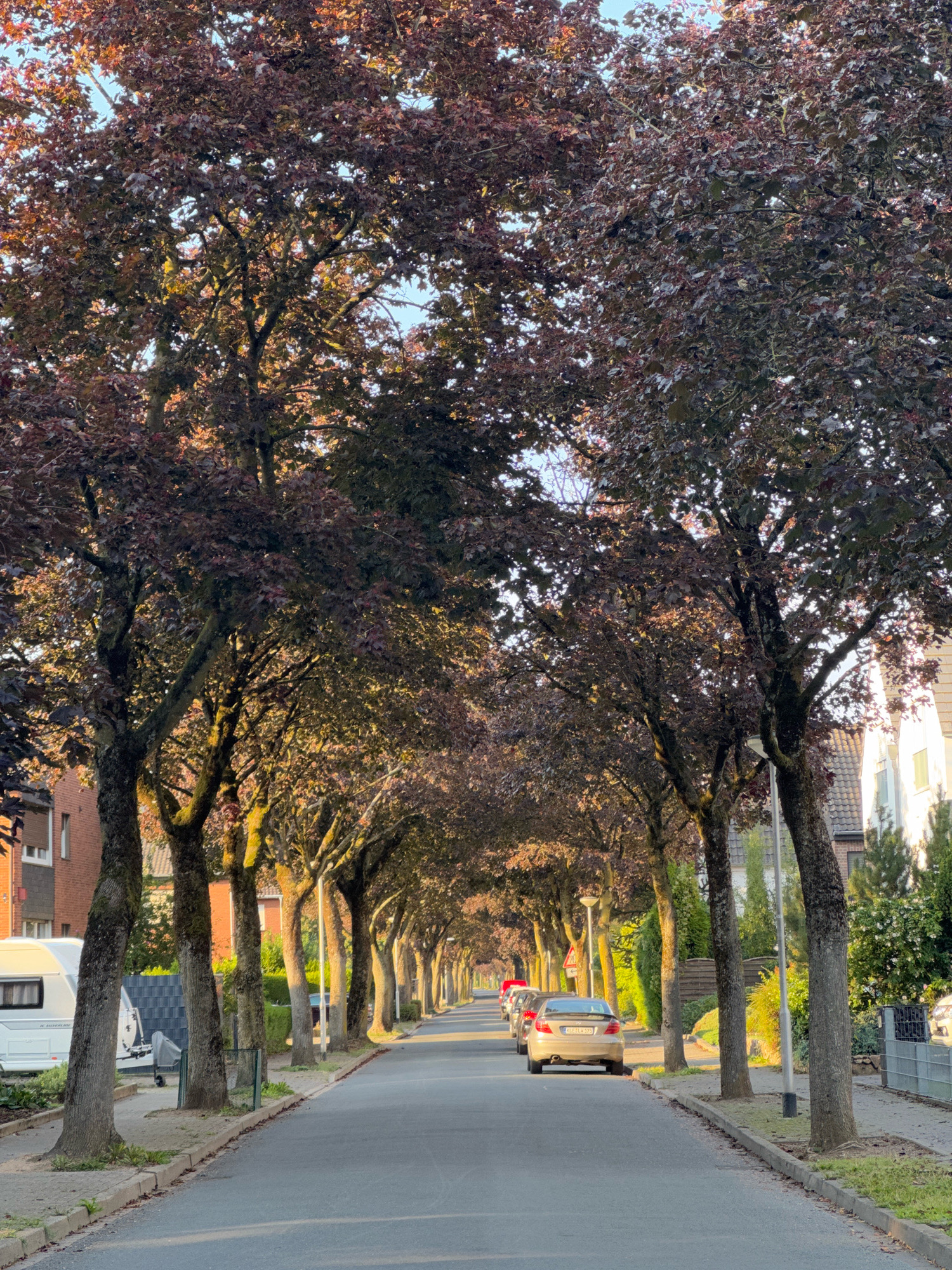 The image shows a street lined with trees with dark red foliage, casting shadows on the asphalt road. Several cars are parked along the right side of the street, and one is in the middle of the road facing away from the camera. A mobile home is parked on the left side of the street. The architecture of the houses visible suggests a residential area in a European city. Based on the license plate of the car in the foreground, which reads "CLE-LW 198," the location is identified as Cleves, Germany. The sun is low in the sky, indicating either early morning or late afternoon. There are no people visible in the image.