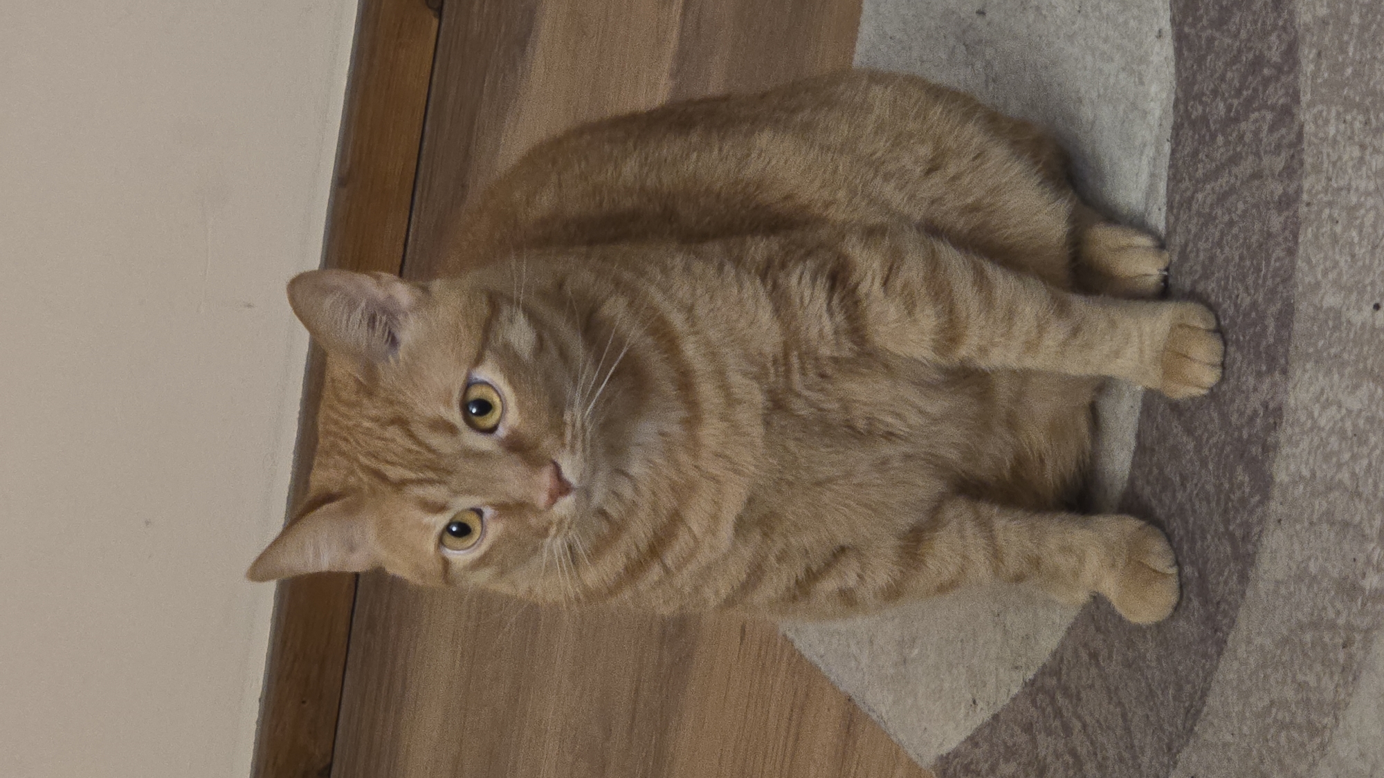 An orange tabby cat sits on a rug in an indoor setting. The cat is facing forward, with its eyes looking slightly to the left. It has its front paws tucked beneath its chest. The rug is circular and has concentric rings of different colors, mostly shades of brown and gray. The background consists of a wooden floor and a light-colored wall. A wooden baseboard runs along the bottom of the wall. The lighting appears to be artificial and comes from the front.