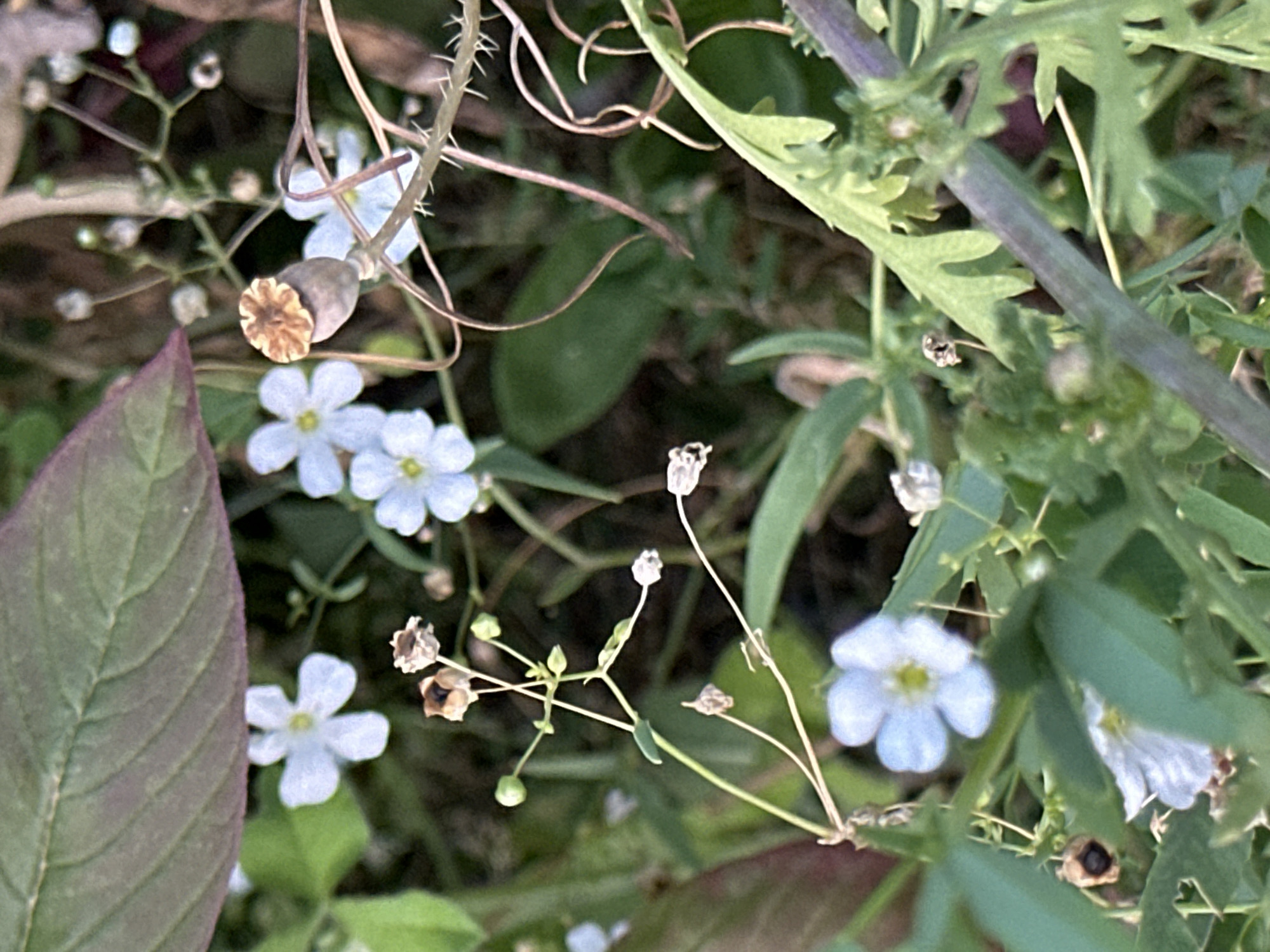 A medium shot captures a collection of small white flowers and seed pods amidst green foliage. In the upper left quadrant, a large, dark red leaf with prominent veins partially obscures the scene. Several delicate white flowers with yellow centers are scattered throughout the frame, some in sharp focus and others blurred. To the right of the center, a single, dried poppy seed pod with a distinctive ridged top stands out against the backdrop. Thorny stems interweave with the greenery, adding a textural element. The overall setting suggests an outdoor, natural environment, likely a garden or a wild patch of vegetation within the city of Krefeld, Germany. No people or animals are visible. The lighting appears to be natural daylight.