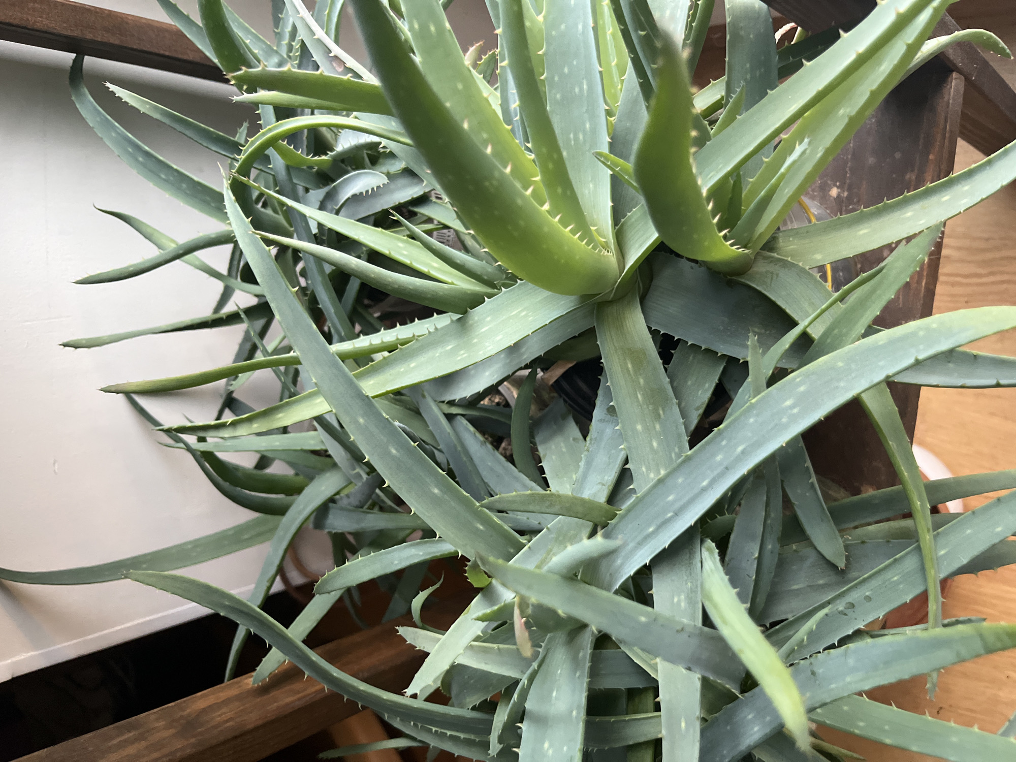 A close-up, high-angle shot shows an aloe vera plant with thick, green, fleshy leaves. The leaves are serrated along the edges and speckled with white spots. Some leaves are pointing upwards, while others are drooping. The plant is in a pot, which is partially visible and appears to be white. The background is blurred but suggests an indoor setting with wooden elements and a light-colored wall. There is no indication of any specific location within the city of Ivanteyevka, Russia.