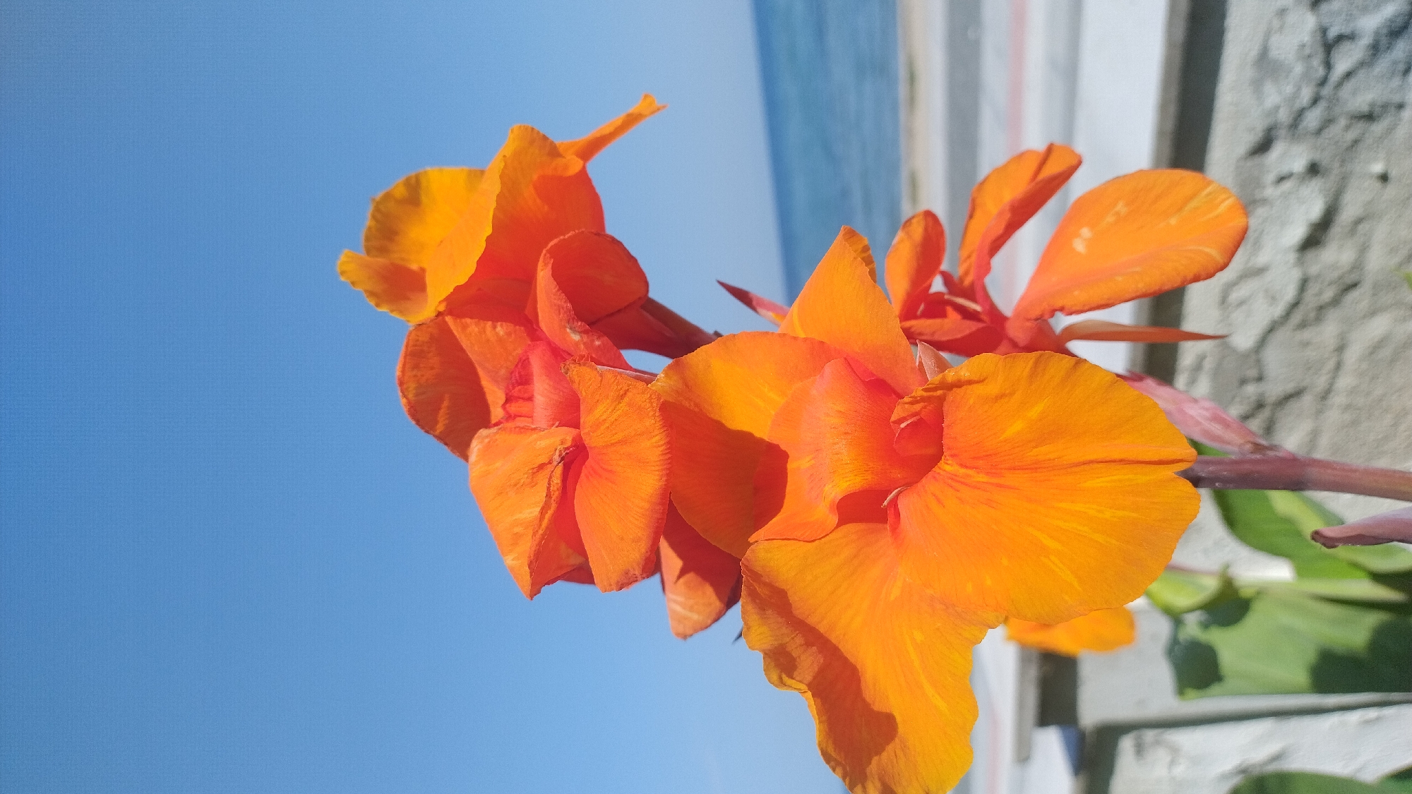 A close-up, eye-level shot captures a cluster of vibrant orange Canna Lily flowers in bloom against a clear blue sky. The flowers are the primary subject, with their large, ruffled petals taking up most of the frame. The background transitions from the bright blue sky at the top to a blurred expanse of the sea and a light-colored surface that could be a walkway or promenade. A grey, textured wall or railing is visible in the foreground, partially obscuring green leaves at the bottom of the image. The scene appears to be outdoors, likely in a coastal setting, and the lighting suggests it is daytime with direct sunlight, casting shadows on the petals and highlighting their textured surfaces. The location is identified as Perea, Greece, suggesting a seaside town or resort. There are no people or animals present in the image.