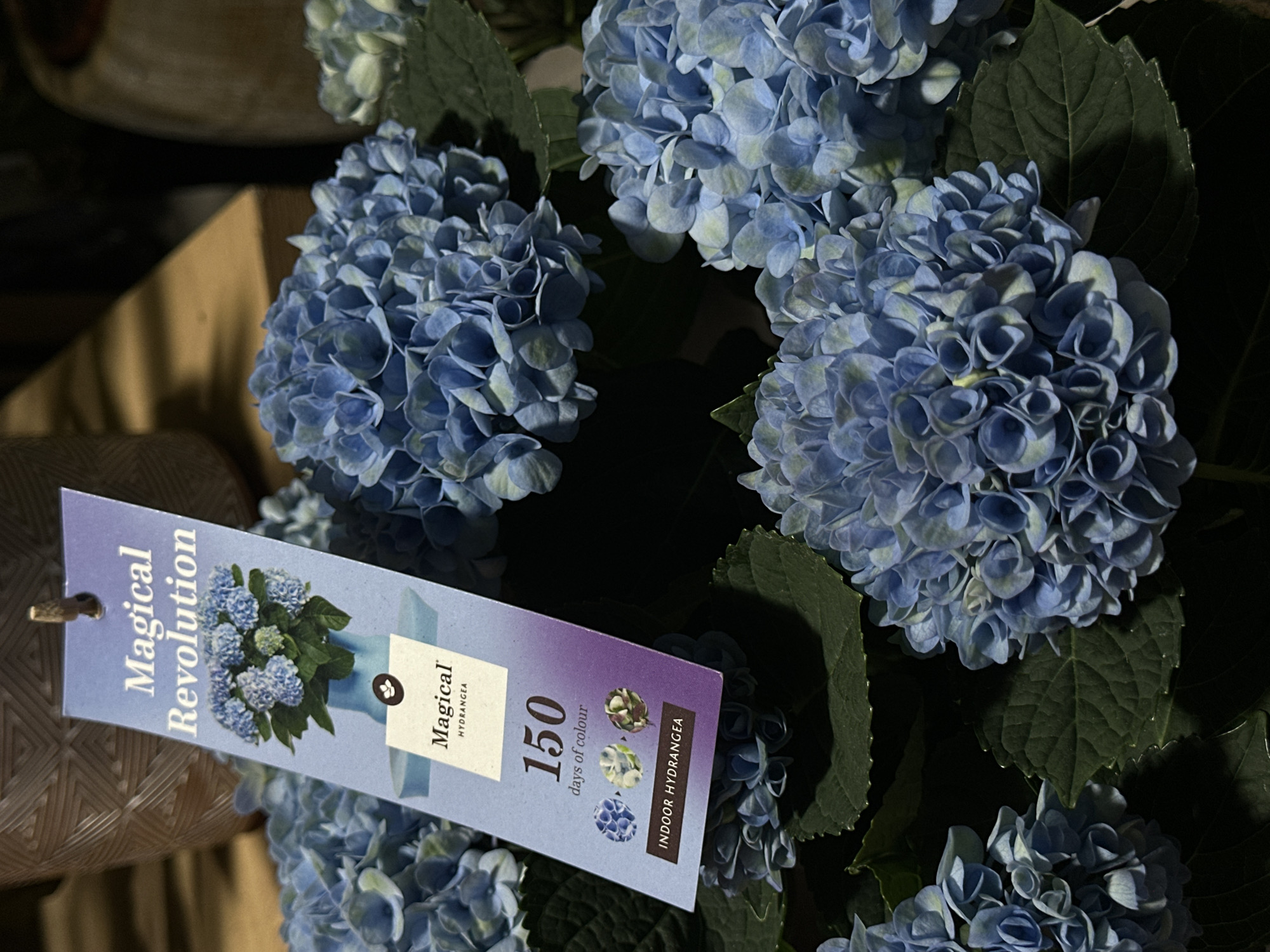 The image is a close-up of blue hydrangeas with a plant tag. The tag, partially obscured by the flowers, reads "Magical Revolution" at the top, followed by an illustration of a blue hydrangea in a pot. Below this, it says "Magical HYDRANGEA" and then "150 days of colour". At the bottom of the tag, it states "INDOOR HYDRANGEA". The hydrangeas are a vibrant blue with some lighter green hues. The background is blurred, showing the hint of a textured pot and wooden surfaces, suggesting an indoor setting, possibly a retail environment or a home. There is no indication of the city of Chișinău, Moldova.