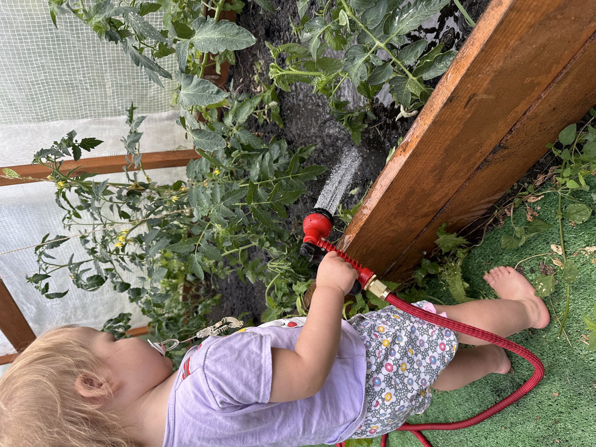 This media file captures a close-up view of a young child, likely a toddler, in a greenhouse setting in Nizhny Novgorod, Russia. The child, with blonde hair and a pacifier, is wearing a lavender t-shirt and a floral skirt. Their hand is holding a red garden hose nozzle, with water spraying from it onto lush green tomato plants. The greenhouse structure is visible, with a white mesh covering on the left and a wooden plank framing the right side of the scene. The ground appears to be covered in artificial turf. The lighting suggests it is daytime, and the presence of water indicates recent watering of the plants. The overall mood seems to be one of innocent exploration and engagement with nature, with the child actively participating in the gardening process.