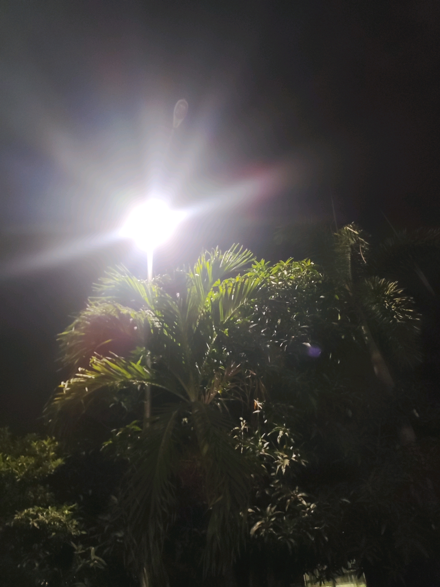 The image depicts a night scene in East Jakarta, Indonesia, featuring a bright streetlamp illuminating lush green foliage, likely palm trees and other tropical plants. The sky is dark, suggesting it is nighttime. The intense light from the lamp creates a lens flare effect, with streaks of light and a bright halo visible. The foliage is dense and appears to be outdoors, possibly in a park or residential area. No people are visible in the image, and the scene is static. The overall impression is one of a well-lit outdoor space at night.