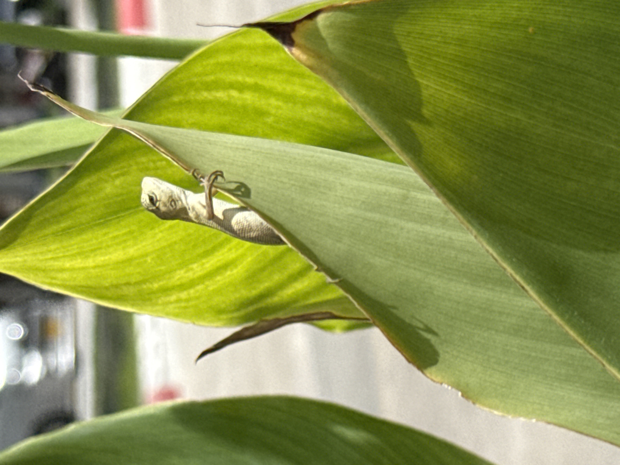 In Chalong, Thailand, a small, light brown lizard is perched on a vibrant green leaf, its body angled upwards. The lizard's head is turned to its left, with its eyes visible. Its front legs are gripping the leaf, and its hind legs are tucked beneath it. The leaf itself is large and broad, with visible veins running through it. The background is blurred, showing hints of a street with sunlight glinting off distant objects, suggesting an outdoor urban environment. The lighting suggests it is daytime, with the sun illuminating the leaf and the lizard.