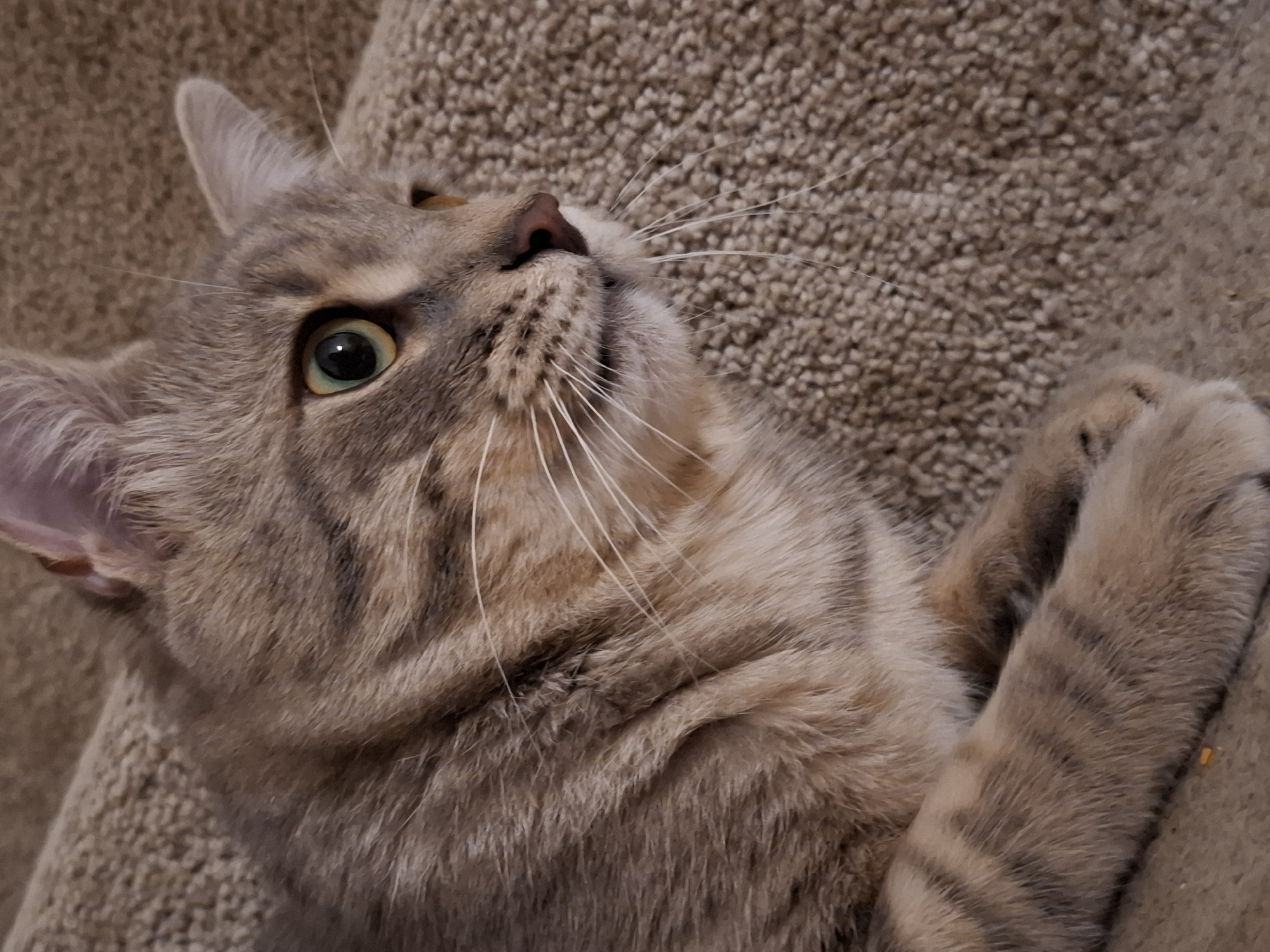 A tabby cat with green eyes is lying on a brown, textured surface, possibly carpeted stairs. The cat's fur is a mix of grey, brown, and tan stripes. Its head is turned to the right, and its gaze is directed off-camera. The cat's paws are resting on the surface in front of it. The background is blurred, but it appears to be a continuation of the textured surface. The lighting is soft, and the image is focused on the cat's face. The scene is indoors. The exact location in Zemun Urban Municipality, Serbia cannot be determined from the image alone.