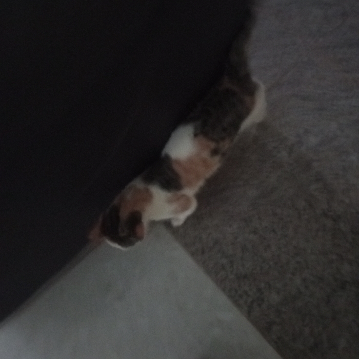 A low-resolution, dimly lit image taken in Mahiakalo ward, Kenya, depicts a domestic calico cat. The cat exhibits a fur pattern comprising patches of white, orange-brown, and dark grey/black. It is positioned diagonally across the frame, with its head directed towards the lower-left corner and its body extending towards the upper-right. The cat's front paws rest on a light-colored, smooth floor surface in the foreground, while the remainder of its body is situated on a darker grey, textured carpet that covers the mid-ground and background. A dark, vertical surface, consistent with a piece of furniture or a wall, is visible along the left margin of the frame. The cat appears to be in a state of transition between the two distinct floor surfaces. No human subjects or discernible interactions beyond the cat with its immediate environment are present.
