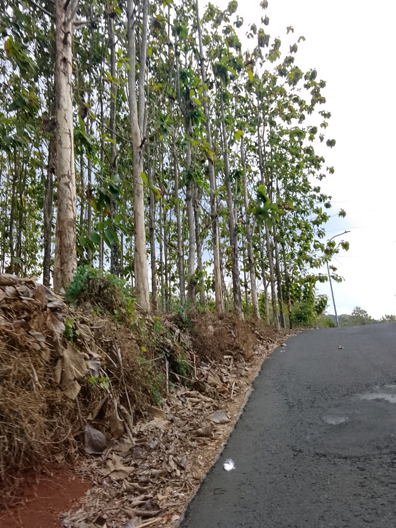 A paved road curves to the right, bordered by a steep, overgrown embankment on the left. The embankment is covered in dry leaves, branches, and some green foliage, with a cluster of trees lining the top. The trees are tall and slender, with light-colored bark and green leaves. The sky is overcast and bright. The scene appears to be on the outskirts of the city of Banjar, Indonesia, likely in a rural or semi-rural area. There are no people visible in the image.