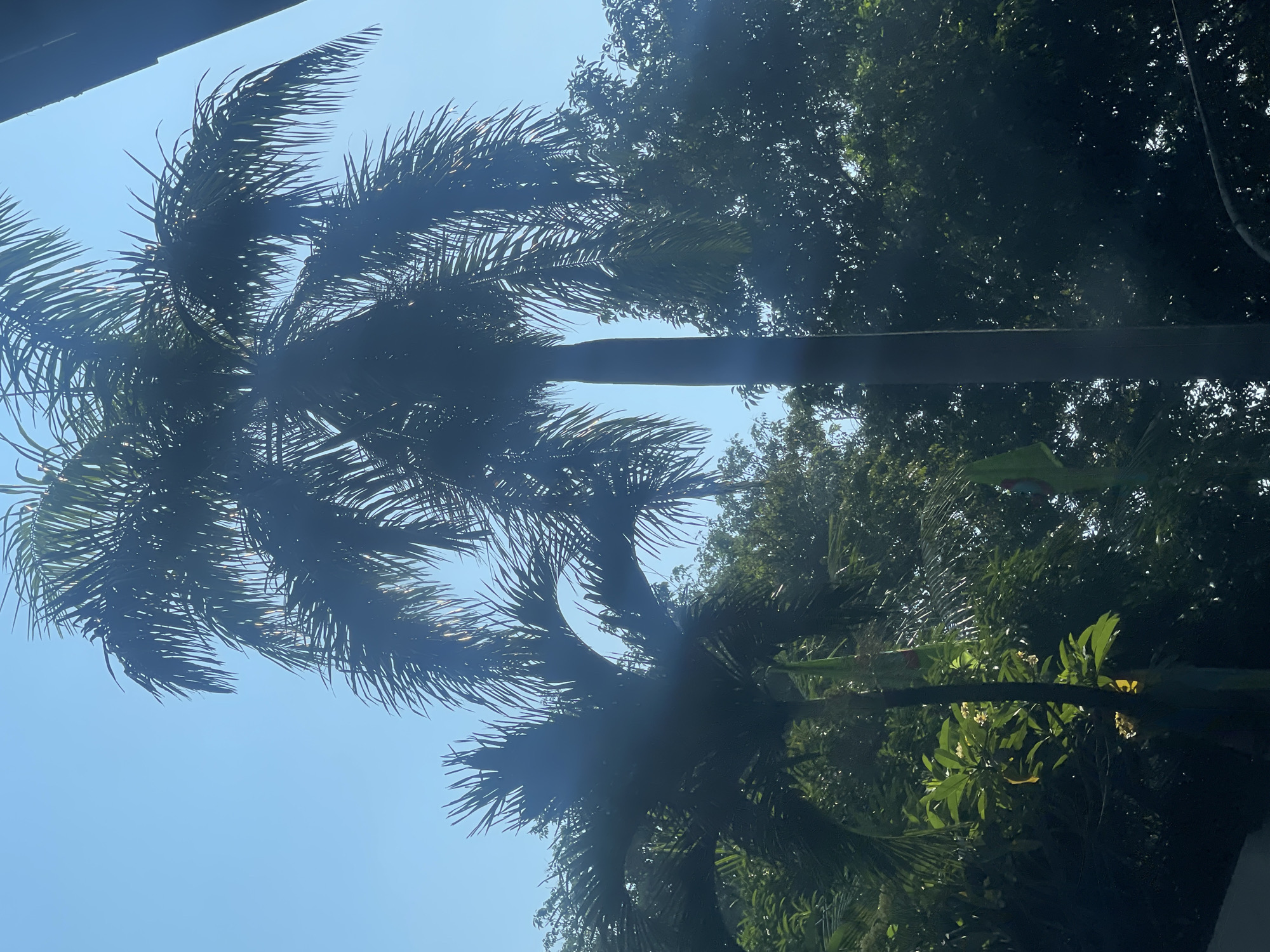 The image captures a sunny day with a clear blue sky in North Jakarta, Indonesia. Two palm trees are prominently featured, with their fronds silhouetted against the sky. The larger palm tree is positioned centrally, with its trunk extending vertically. To its left, a smaller palm tree with a more spread-out canopy is visible. Behind the palm trees, a dense cluster of dark green foliage suggests a lush environment, likely a garden or park. The lighting indicates it is midday, with some lens flare visible, suggesting the photograph was taken directly facing the sun. A dark, rectangular object, possibly a building or structure, is partially visible on the right side of the frame, extending downwards from the top edge. Two colorful flags, green with yellow and red accents, are tied to the trunk of the smaller palm tree.