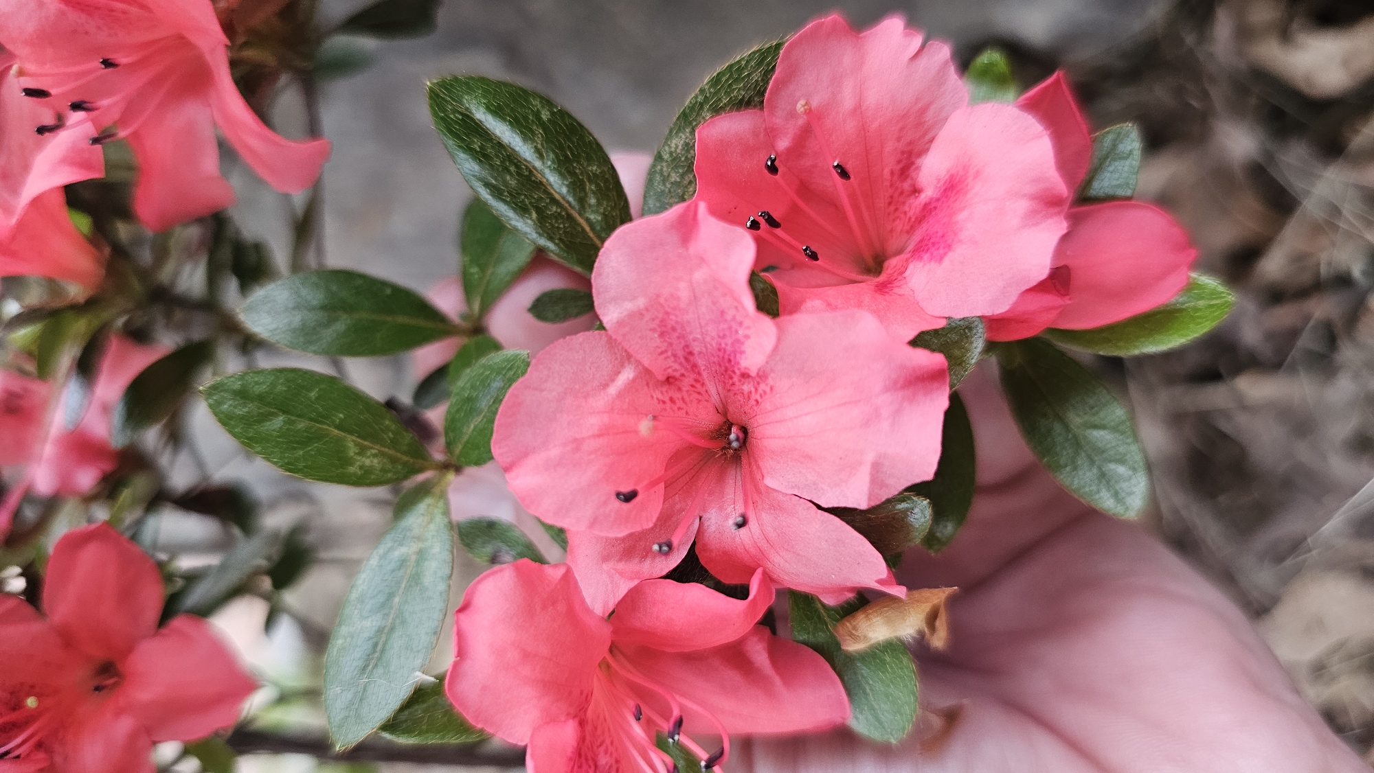 A close-up, upward-facing shot captures a cluster of bright pink azalea blossoms against a blurred, earthy background. The petals are delicate and slightly curled, with darker pink speckles visible on some. Stamens tipped with black anthers extend from the center of each flower. Dark green, waxy leaves with visible veins are interspersed among the blooms. A person's hand, with a visible thumb and fingers, is gently supporting some of the lower flowers from the left side of the frame, its skin tone appearing fair. The overall impression is one of natural beauty and gentle interaction. This scene is located in Asan-si, South Korea.