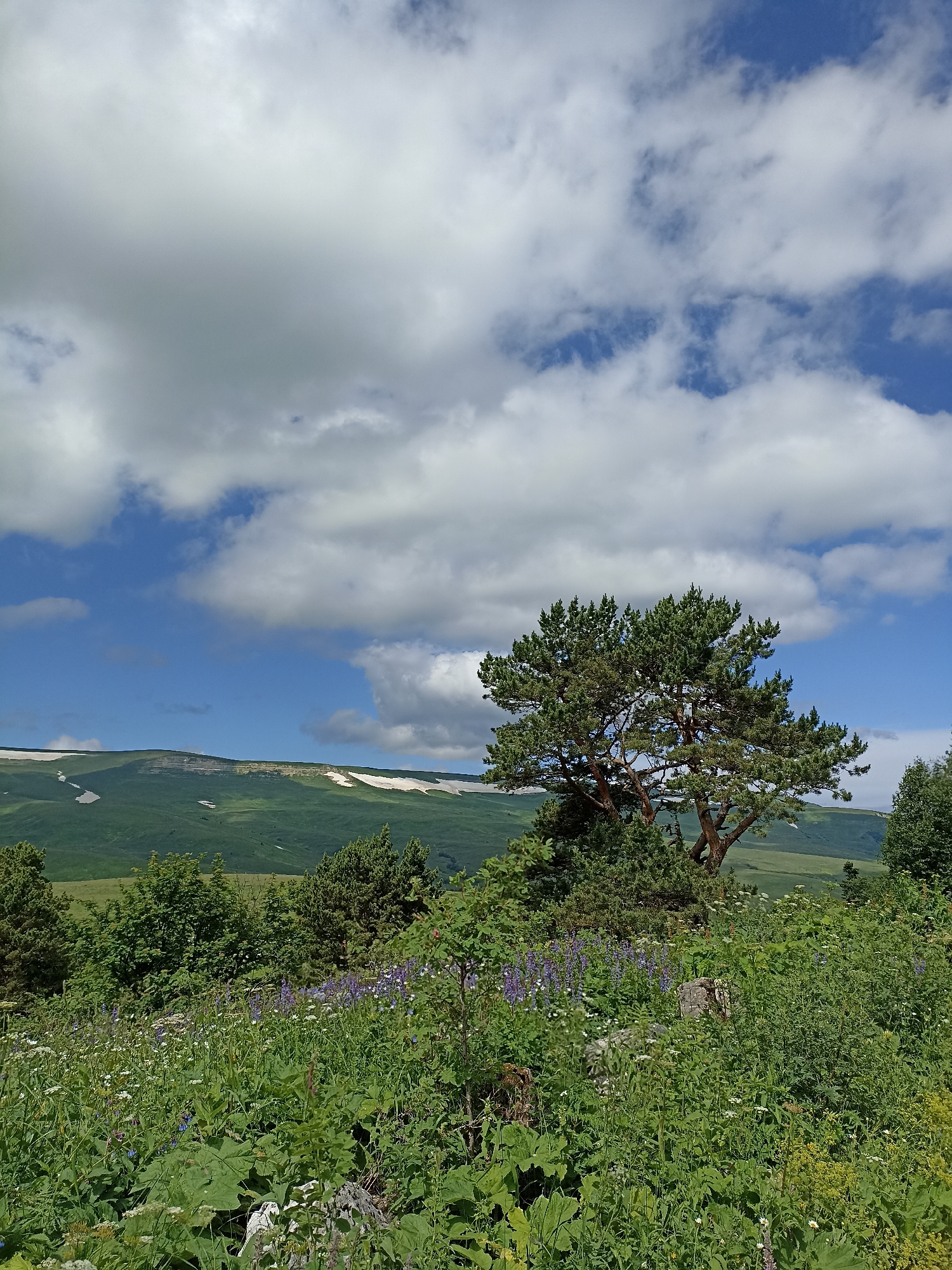 A wide shot captures a natural landscape in the region of Khamyshki, Russia. The foreground is dominated by lush green vegetation, including tall grasses, large leafy plants, and scattered purple and white wildflowers. A large pine tree with a gnarled trunk and dense foliage stands prominently in the mid-ground, slightly to the right of center. Behind the tree and vegetation, rolling green hills stretch into the distance, some with patches of snow on their higher slopes. The sky above is a vibrant blue, filled with a mix of fluffy white clouds and darker, more diffused clouds. The overall scene depicts a serene, untouched natural environment.