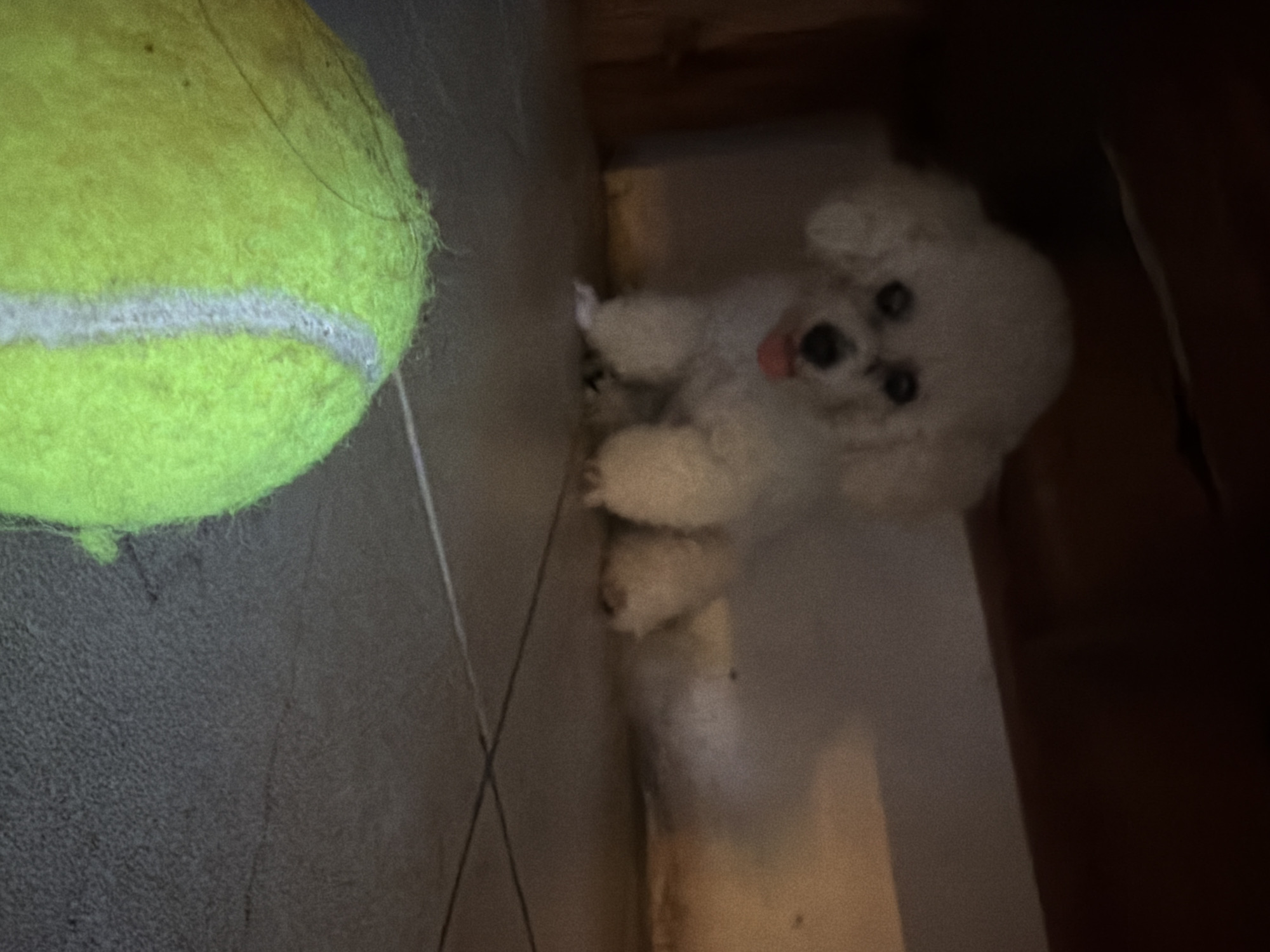 The image shows a bright yellow tennis ball on the left and a small, white, fluffy dog in the right half of the frame. The tennis ball appears to be resting on a gray, tiled floor. The dog is in a corner, with light gray walls or surfaces surrounding it. The dog is looking up, possibly at the camera. The lighting in the corner where the dog is located is dim, contrasting with the bright tennis ball. The location of the image is unknown but is claimed to be Peliatan, Indonesia.