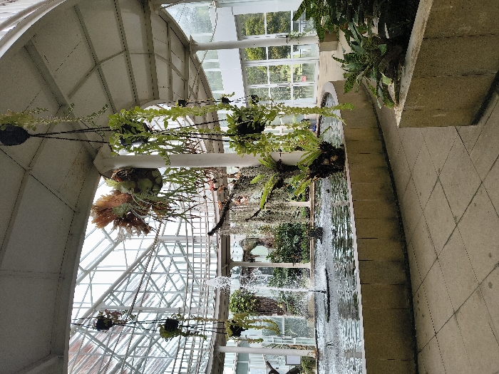 Inside a bright greenhouse, hanging plants dangle from the ceiling. A large staghorn fern is central, with smaller potted plants nearby. Below, a long, narrow water feature with fountains runs between concrete walls. The greenhouse has a curved, arched roof with glass panes, allowing sunlight to illuminate the interior. The scene is peaceful and filled with greenery.