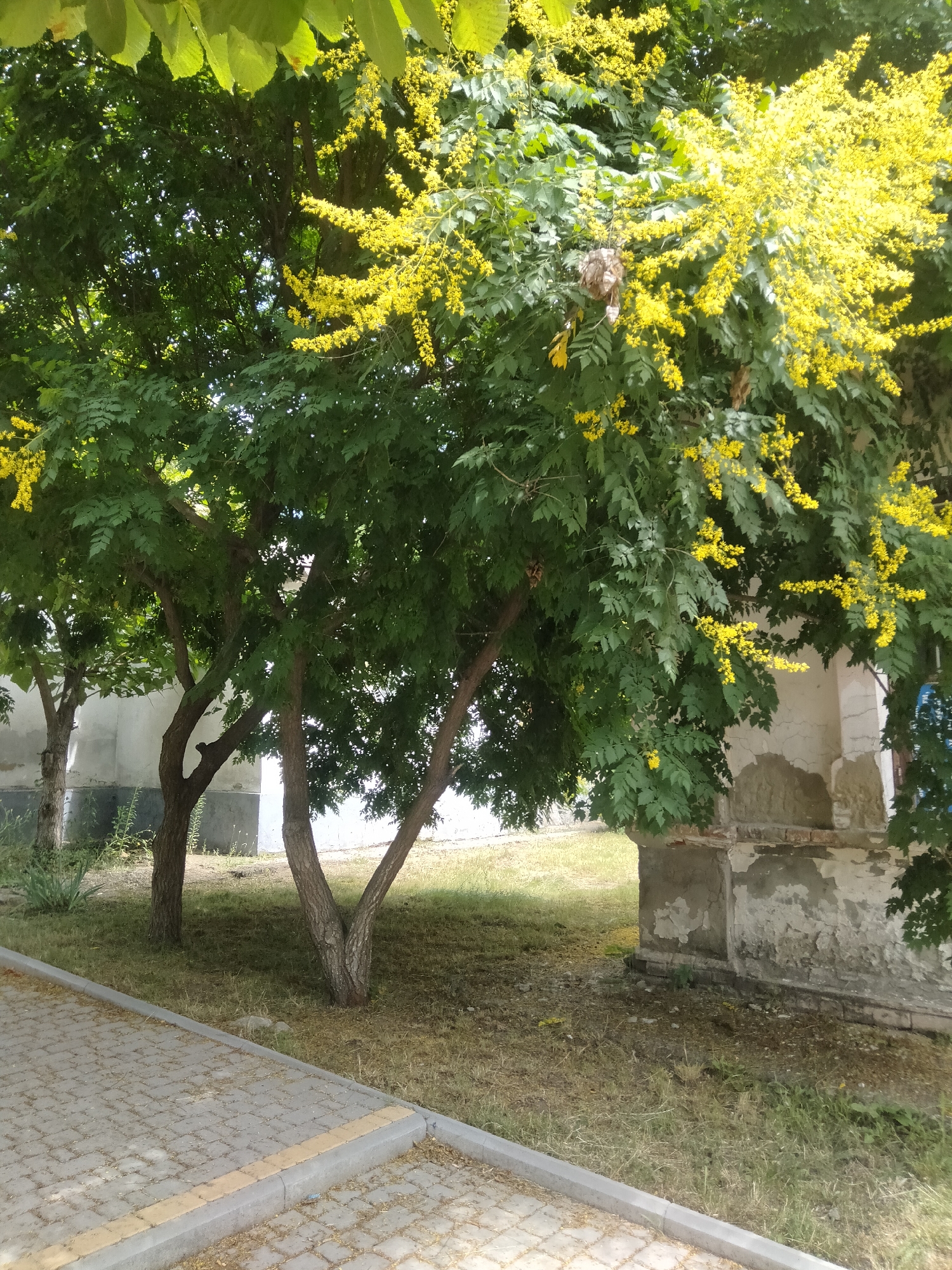 The image shows a courtyard or park area with a paved walkway in the foreground and trees with yellow flowers in the background. The trees are lush with green foliage, and their branches are laden with clusters of small yellow blossoms. A portion of a weathered, possibly old, building with a rough, textured facade is visible behind the trees. The ground is covered with grass and some dry leaves. The scene is well-lit, suggesting daylight. No people are visible in the image. The location is specified as Ananiv, Ukraine.