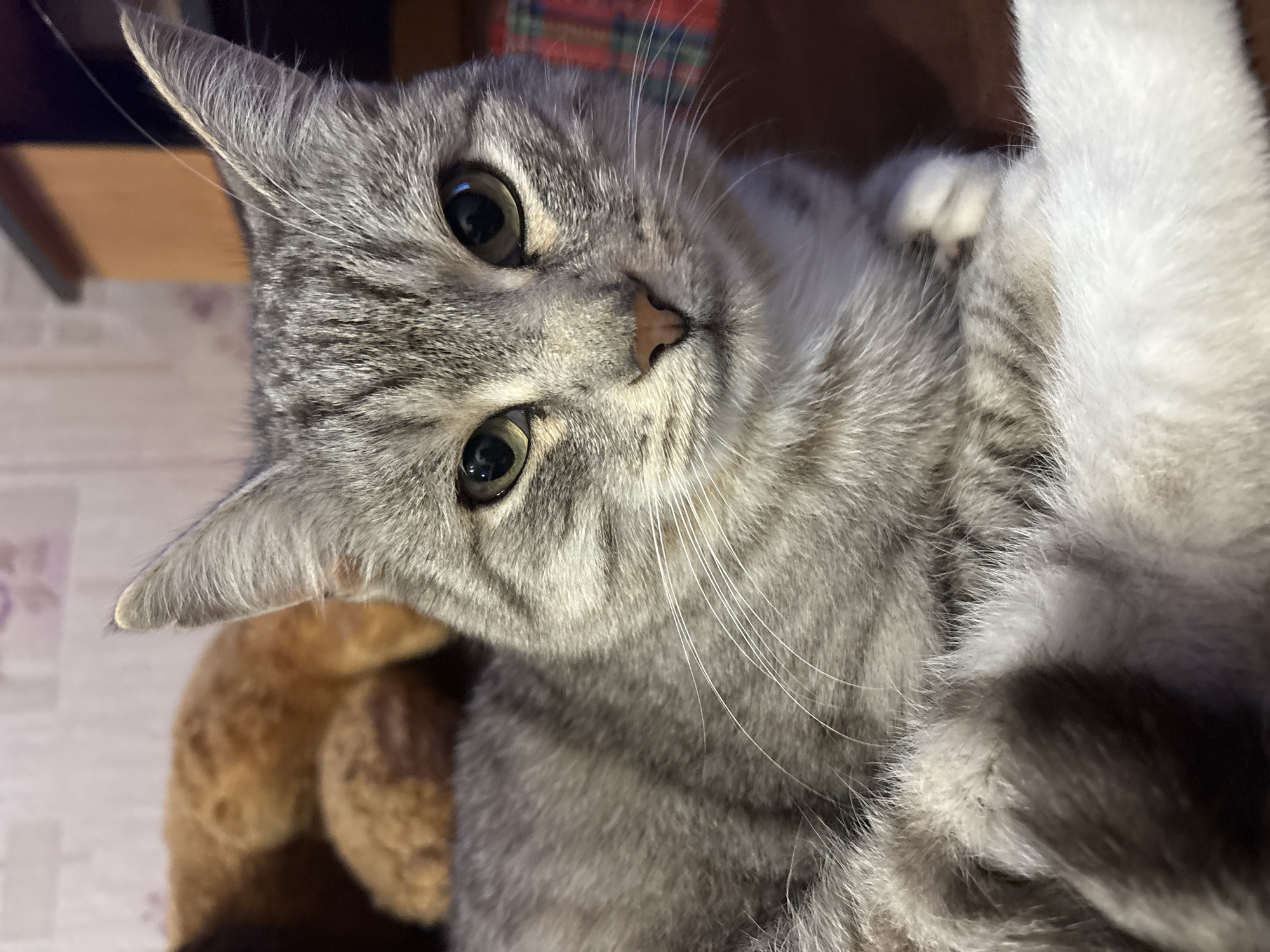A close-up shot captures a grey tabby cat with distinct black stripes and green eyes. The cat is lying down, with its head facing forward and its gaze directed at the camera. Its fur appears soft and well-groomed, with patches of white on its chest and paws. The background is softly blurred, with hints of a stuffed animal and a plaid blanket. The lighting is warm and intimate, suggesting an indoor setting. The image does not contain any recognizable landmarks or features that would help identify its location within the city of Vetluzhsky, Russia.