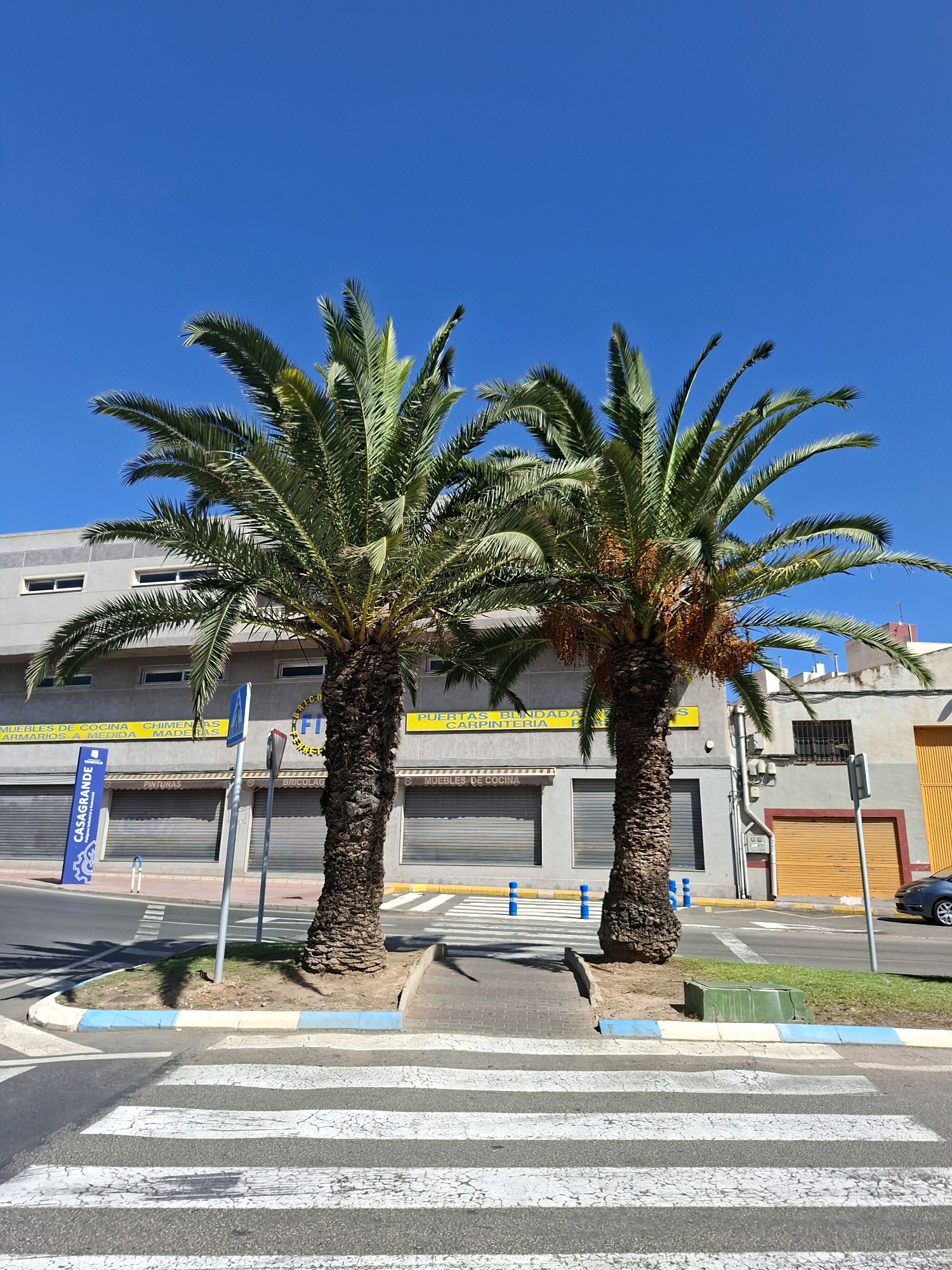 The image depicts a sunny street scene in Torrevieja, Spain, dominated by two mature palm trees in the foreground. They stand on a small, manicured patch of earth with a patterned curb, bordered by a pedestrian crossing. Behind the palm trees, a two-story building with a gray facade and numerous closed metal shutters is visible. Yellow signage is affixed to the building, with some text legible, including "MUEBLES DE COCINA" (kitchen furniture) and "PUERTAS" (doors). A blue sign reading "CASAGRANDE" is also present, along with a blue traffic bollard and a road sign. The sky is a clear, bright blue. To the right, a section of a building with an orange garage door and a parked dark blue car can be seen. The overall environment suggests a commercial or industrial area under a clear sky.