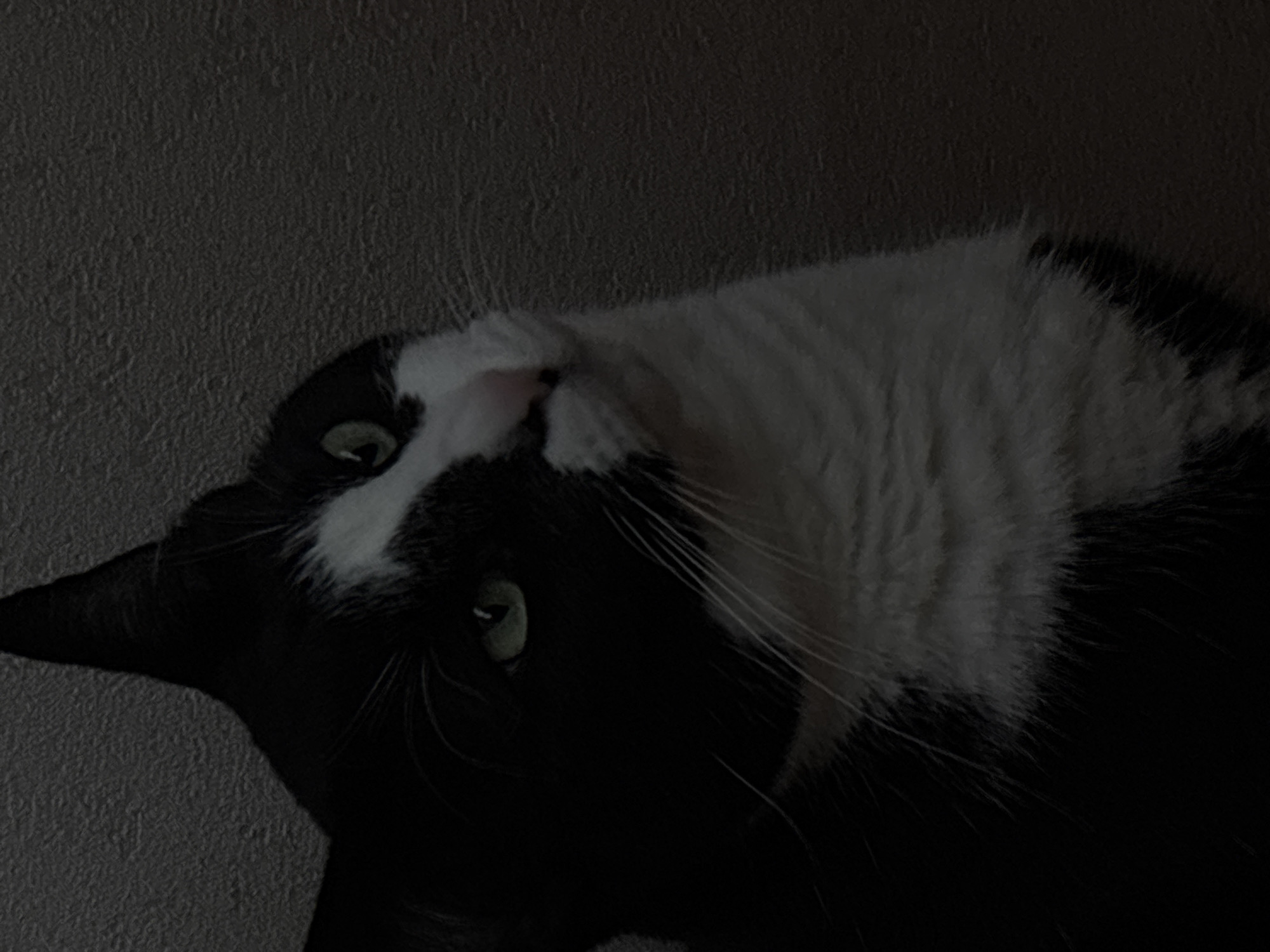The media file shows a close-up of a black and white cat lying on its back. The cat's head is tilted to the side, and its green eyes are wide open, looking towards the viewer. Its fur is predominantly black with a white chest and a white stripe running down its face. The background is a dark, textured surface, possibly a wall, which is dimly lit. The overall impression is one of a playful or curious feline captured in a moment of repose. The lighting is low, suggesting an indoor setting, perhaps at dusk or in a dimly lit room. No text is visible in the image. The location context of Saint Petersburg, Russia, does not provide specific cues within the image itself.