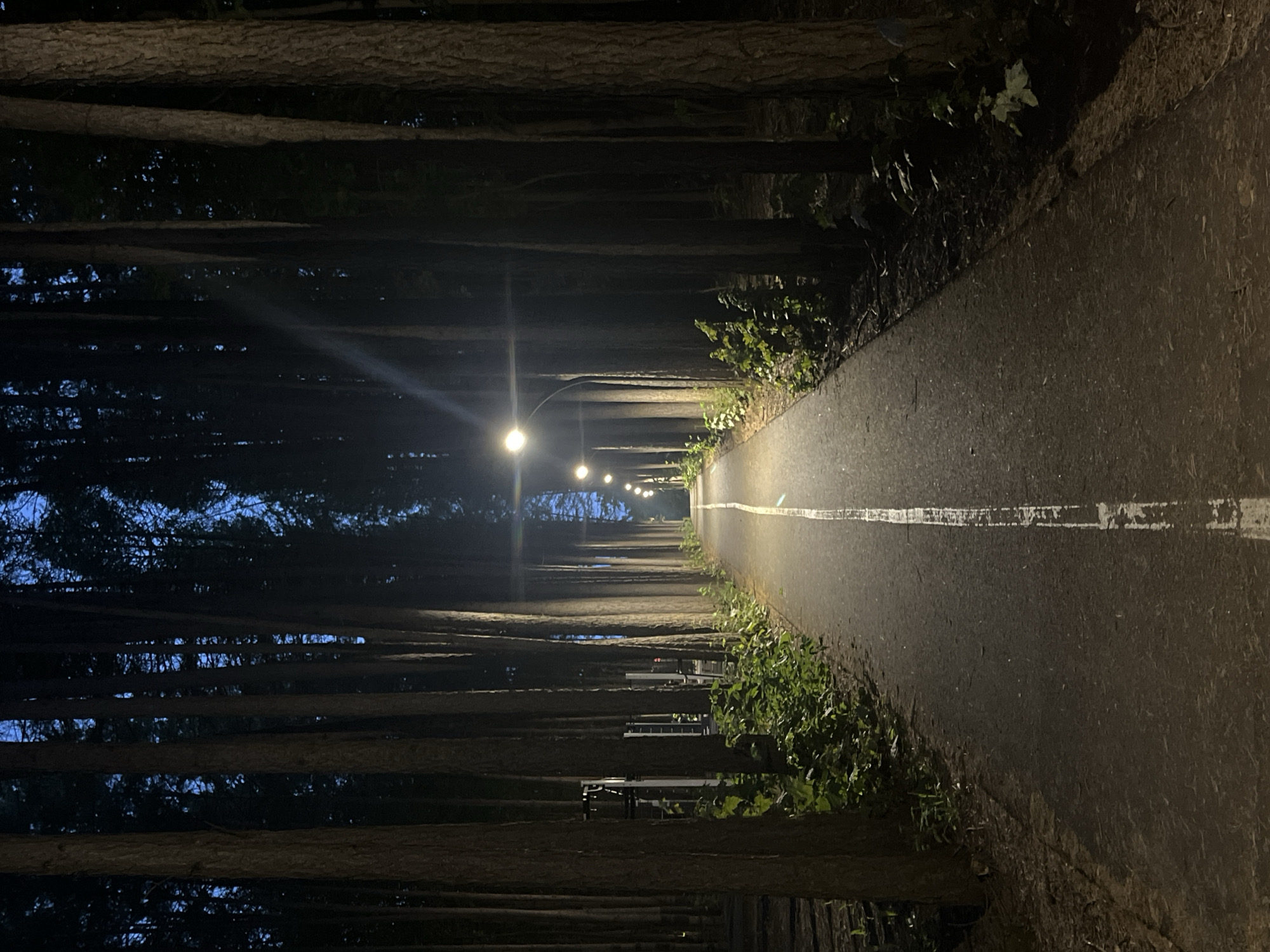 A paved path, marked with a white line down the center, cuts through a dense forest at twilight. Lampposts line the path at intervals, casting pools of light that illuminate the asphalt and the surrounding trees. The trees are tall and slender, with dark bark, and their branches form a canopy overhead, obscuring the sky. The undergrowth is lush with green foliage. On the left side of the path, a structure resembling outdoor exercise equipment is visible amongst the trees. The scene appears to be in a park or recreational area within Ufa, Russia, given the context of the city provided. There are no people visible in the image.