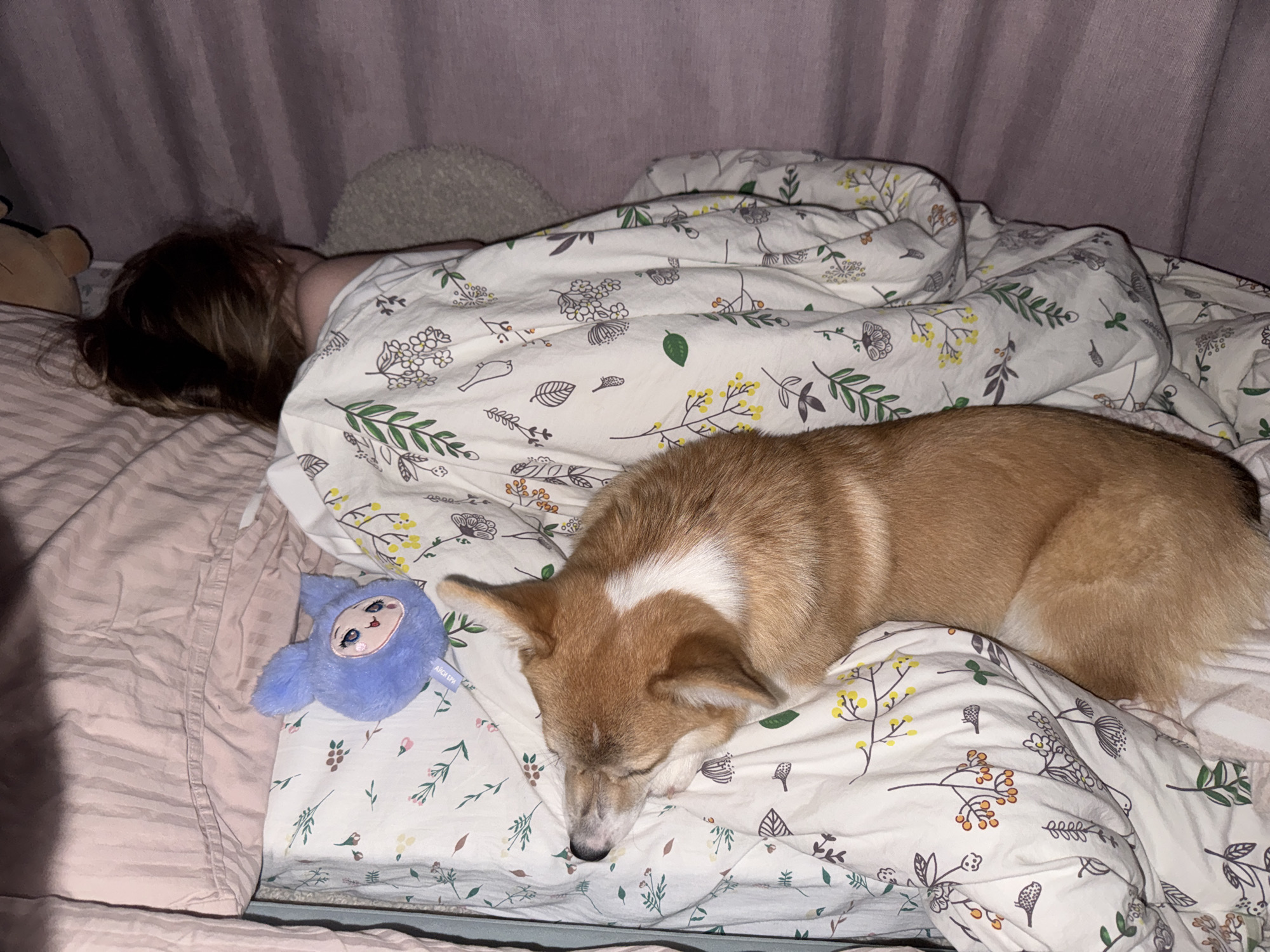 A person and a dog are sleeping in a bed. The person is under a white blanket with a floral and bird pattern, with their head turned away from the viewer. A corgi dog is lying on top of the blanket, next to the person, with its head resting on the blanket. A blue stuffed animal is next to the dog. The bed has a pink sheet. The scene is indoors, likely in a bedroom, under artificial lighting. No information about the location in the city of Chaikovsky, Russia is visible in the image.