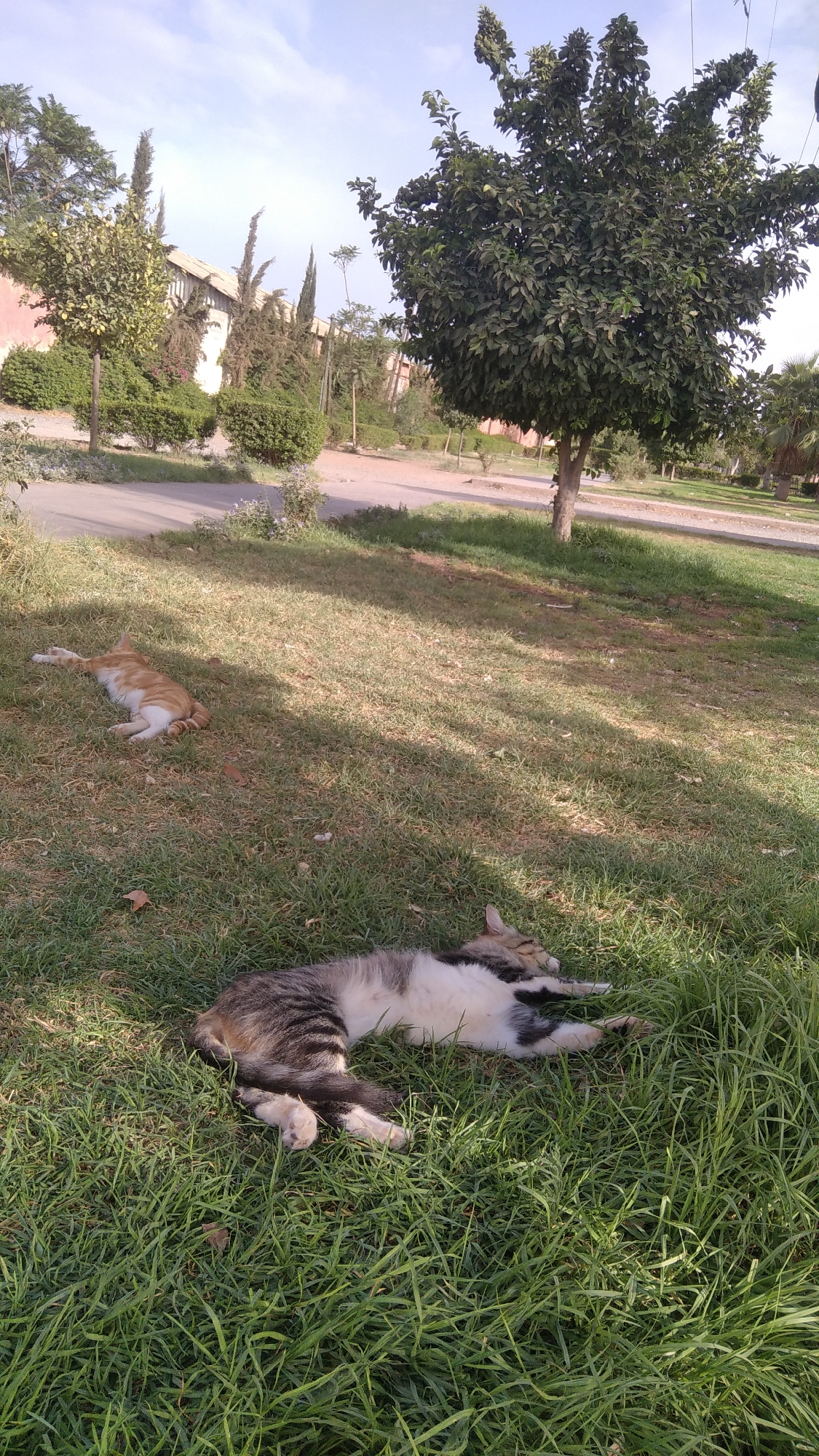 The image depicts two cats resting on a grassy lawn in an outdoor setting, possibly a park or a garden. One cat, predominantly orange and white, is lying on its side with its legs extended. The second cat, a tabby with gray, white, and black markings, is also lying down, curled on its side, with its head tucked in. In the background, there are trees, bushes, and a pathway, suggesting an urban or suburban environment. The lighting indicates it is daytime, with shadows cast by the trees. The presence of vegetation and structures hints at a public space. There is no direct evidence to pinpoint the specific location within Marrakesh, Morocco.
