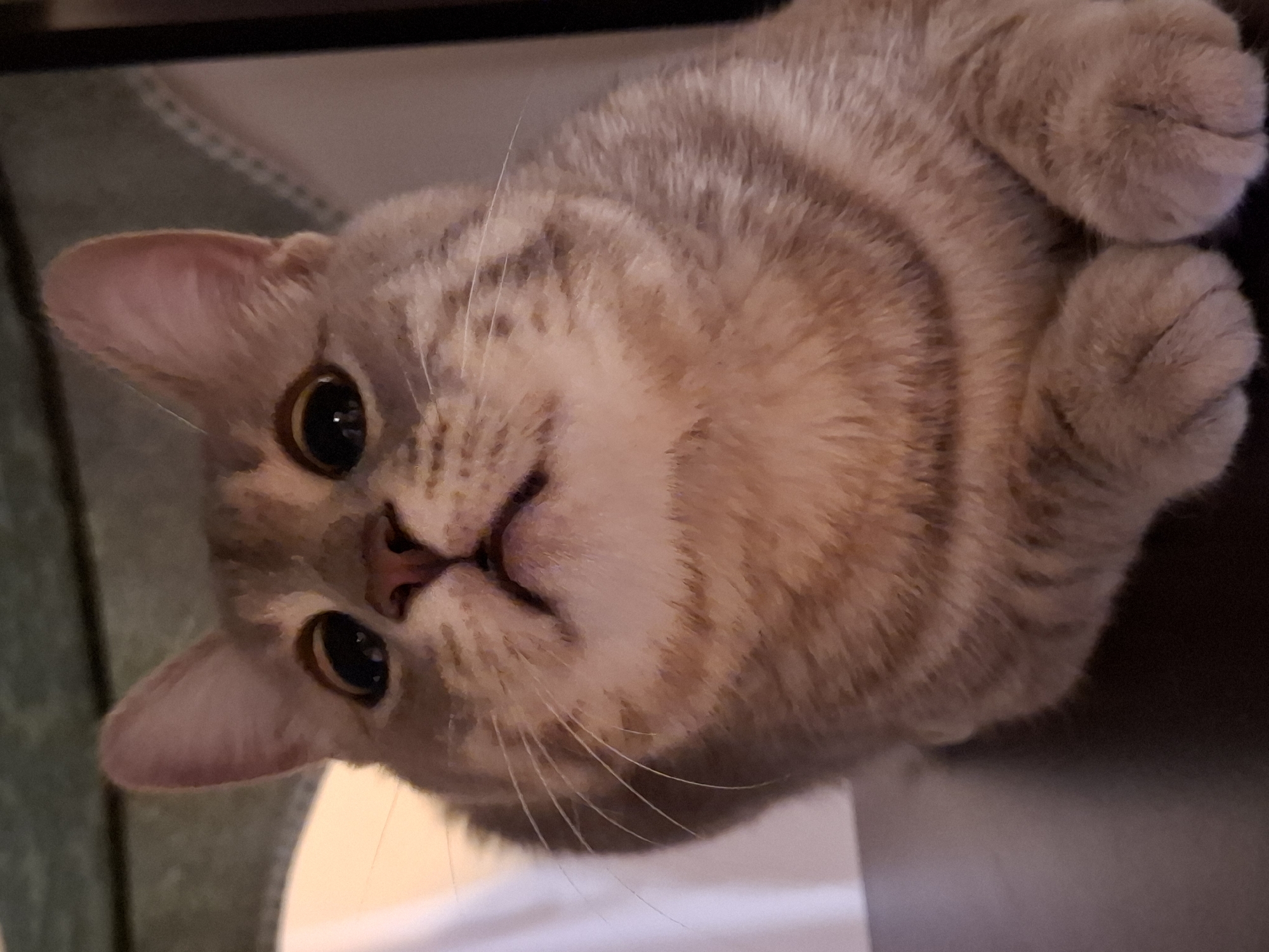 This is a close-up, eye-level, indoor, slightly low-angle, medium shot of a domestic cat. The cat is a tabby with light brown and grey stripes, with large, dark eyes and pink ears. It is lying down, with its front paws crossed, and is looking directly at the camera with a neutral expression. The background is out of focus, but appears to be a dark surface in the foreground, with a lighter, patterned fabric behind the cat, possibly a blanket or upholstery. There is also a hint of light to the left of the cat. The image does not contain any information to determine its location in Zemun Urban Municipality, Serbia.