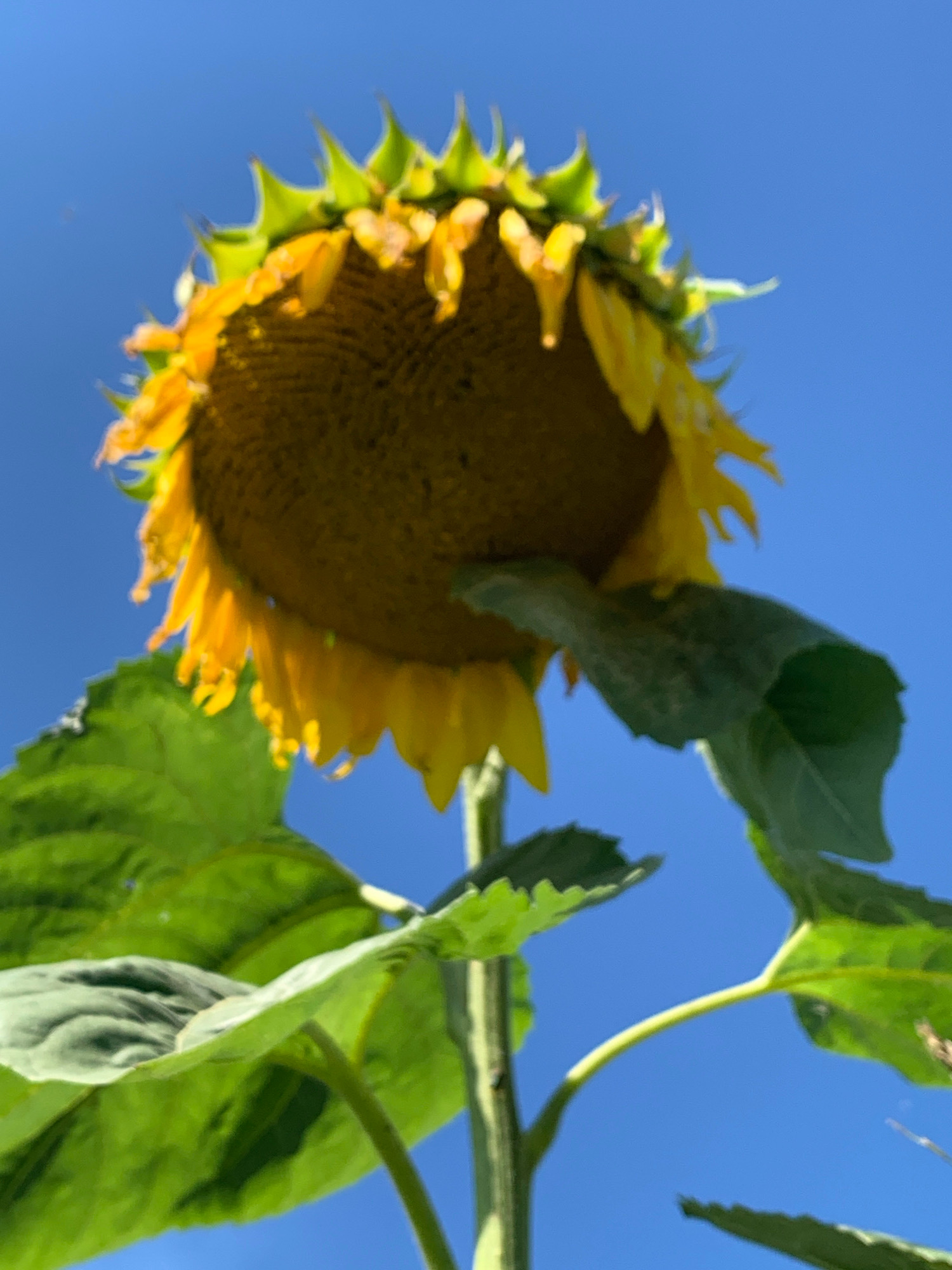 A low-angle shot captures a vibrant sunflower against a clear blue sky. The sunflower's head is tilted downwards, revealing its dark center and bright yellow petals. Large, green leaves spread outwards from the thick stem, some of which are slightly blurred. The image appears to be taken outdoors, possibly in a garden or field, given the presence of a large plant and open sky. There are no people or animals visible in the frame. The environment suggests a sunny day. The scene does not provide specific details to identify its location within Novostroika, Russia, beyond the general context of an outdoor, natural setting.