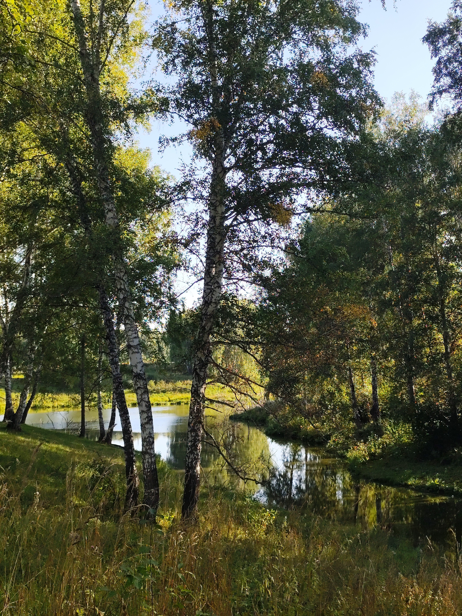 The image depicts a sun-dappled natural scene with a tranquil body of water, likely a river or lake, reflecting the surrounding trees. The foreground is dominated by tall, dry grasses and wildflowers, interspersed with the distinctive white trunks of birch trees. Beyond the grasses, the water's edge is lined with more birch trees and dense green foliage. The water itself is calm, with clear reflections of the trees and sky. Further in the background, a line of trees creates a darker, shadowed backdrop, hinting at a forest edge. The overall impression is one of a serene, undeveloped natural landscape, possibly a park or rural area. The presence of birch trees suggests a temperate climate. The specific location within Барлакский, Russia, is not identifiable from the visual information alone.
