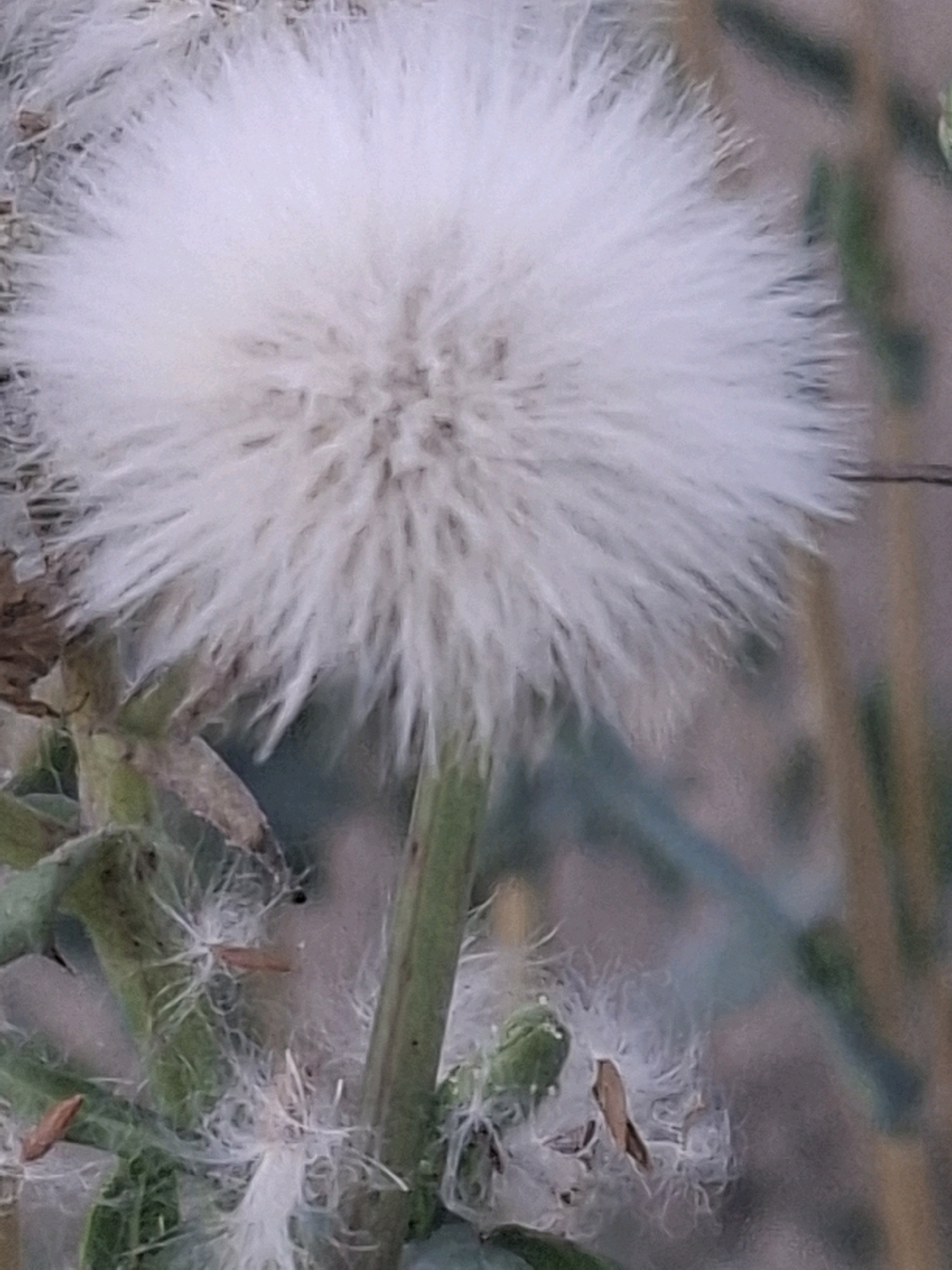 The image is a close-up of a fluffy white seed head, likely from a dandelion or similar plant. The seed head is spherical and appears to be in the process of dispersing its seeds, as evidenced by the feathery filaments. The background is softly blurred, suggesting a shallow depth of field, and consists of muted green and brown tones, indicating a natural, outdoor environment. There are no people, animals, or man-made objects visible in the frame. The location in Almaty, Kazakhstan, is not discernible from the visual information provided in the image.