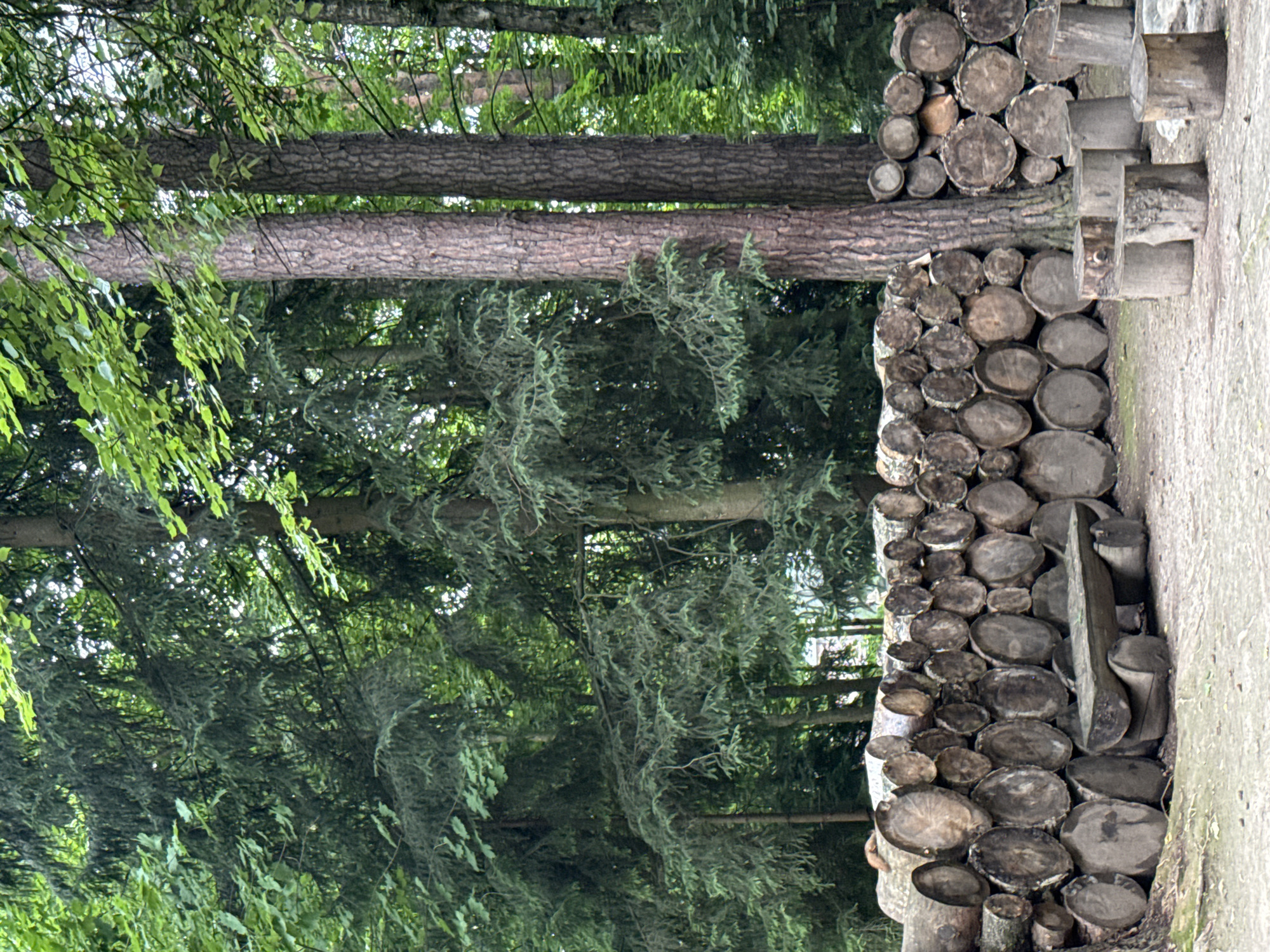 The media file displays a rustic outdoor scene, likely in Vnukovo, Russia. The primary subjects are a stacked arrangement of logs, which appear to be artfully constructed or perhaps a natural formation. The logs are of various sizes and are cut into circular or oval shapes, revealing their cross-sections. They are stacked in an organized, somewhat abstract manner, creating a visual texture of wood grain and rings.
Behind the logs, a dense forest is visible, with tall trees and lush green foliage. The trees appear to be a mix of coniferous and deciduous types. Sunlight filters through the leaves, suggesting it's daytime, possibly late morning or early afternoon, as the light is moderately bright but not harsh. The weather seems pleasant, with no indication of rain or strong winds.
The overall setting evokes a natural, possibly wooded park or a rural area. The ground appears to be a mix of dirt and gravel. The logs themselves might be part of a decorative garden feature, a playground structure, or simply a natural accumulation. There is no visible text in the image. The image has a natural color palette, dominated by greens and browns. The focus is on the texture and form of the wood and the surrounding greenery. There are no people or animals visible, and the scene conveys a sense of tranquility and nature. The orientation of the image is such that the logs are on the right side and the forest on the left, with the sky visible in the upper portions of the forest.