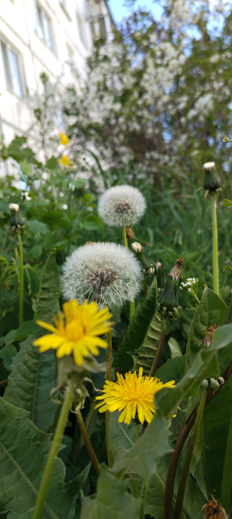 The photograph, taken in Chaikovsky, Russia, shows a close-up view of a patch of dandelions. Two dandelions are in full bloom with bright yellow petals, while two others have gone to seed, forming white, spherical seed heads. Several unopened dandelion buds are also visible among the green leaves. The background includes blurry green foliage and glimpses of a building with windows, suggesting an urban or suburban setting. The lighting indicates it is daytime.
