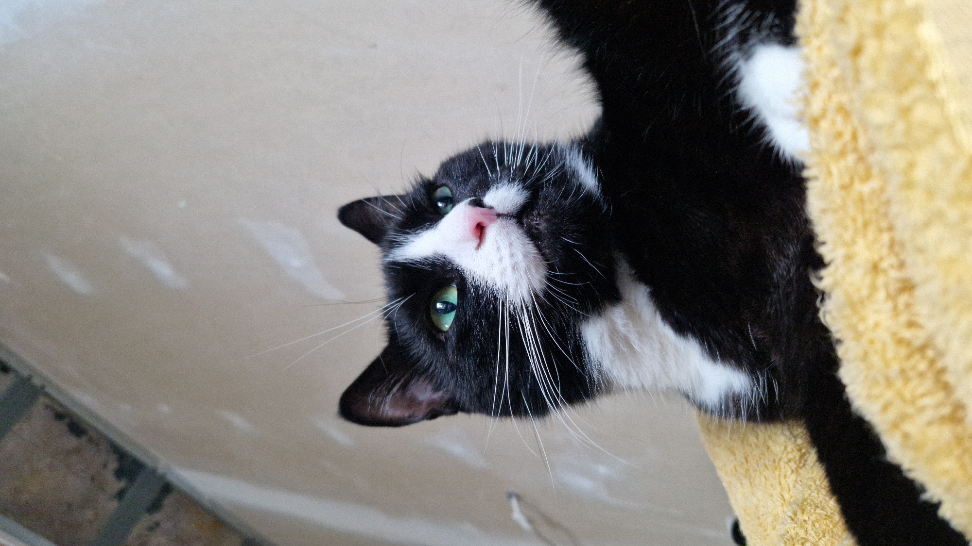 A low-angle, medium shot captures a black and white cat with striking green eyes, lying on a textured yellow surface. The cat's fur is predominantly black, with a white chest, white on its chin, and white around its nose. Its whiskers are long and white, fanning out from its muzzle. The background is a plain, light-colored wall with some visible imperfections and a hint of a ceiling structure at the top left. The overall environment appears to be indoors, in an unfinished or utilitarian space. There is no identifiable location in Riga, Latvia.