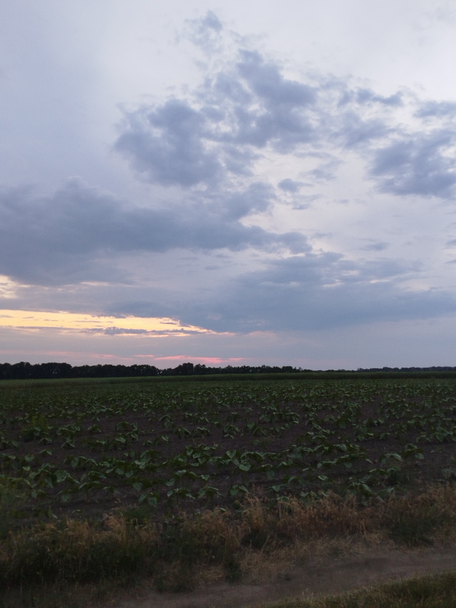 The image displays an expansive agricultural landscape under a cloudy twilight sky, located in the vicinity of Ustyvytsia, Poltava Oblast, Ukraine. The upper two-fifths of the frame are dominated by an overcast sky, with light grey clouds gradually darkening to a medium grey towards the horizon. A distinct horizontal band of yellow-orange and pink light is visible along the western horizon on the left side, suggesting a sunset. A dark, dense treeline forms the horizon line, separating the sky from the cultivated land below.
The middle ground is occupied by a large, flat agricultural field with visible rows of young, green plants. The soil is dark brown, indicating recent cultivation. The plants have broad, green leaves and are evenly spaced. The lower foreground consists of a strip of uncultivated earth, possibly a dirt path or field edge, with patches of dry, light brown grasses and scattered darker weeds. No human figures, animals, or man-made structures are present in the visible portion of the scene. The overall lighting is dim and diffused, characteristic of late evening or early morning.