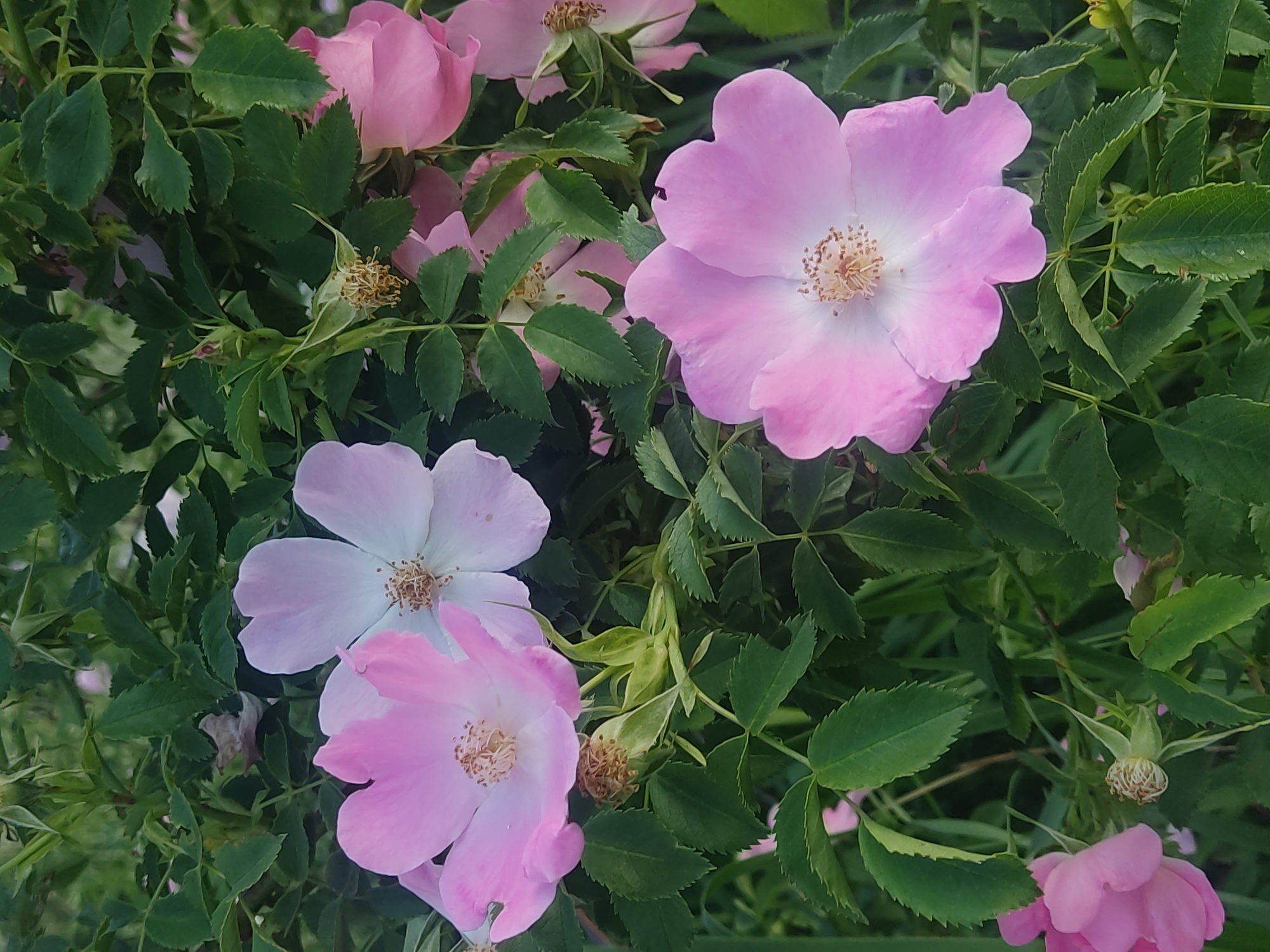The image presents a close-up vertical composition of a rose bush featuring multiple flowers and dense foliage, located in the city of Mospyne, Ukraine. The primary subjects are several five-petaled flowers, ranging in color from light pink to a very pale pink or white, with prominent central clusters of yellowish-brown stamens. One large, fully open light pink flower is positioned in the lower central area of the frame. Two similar flowers are visible in the upper left, one distinctly pink and the other lighter. Additional pink flowers, some partially obscured, budding, or past bloom, are dispersed throughout the right side and background. The flowers are surrounded by numerous ovate, serrated, dark green leaves, forming a dense, naturalistic backdrop. Several dried flower remnants and developing rose hips encased in green sepals are also observable among the foliage. The lighting is even and natural, without strong shadows.