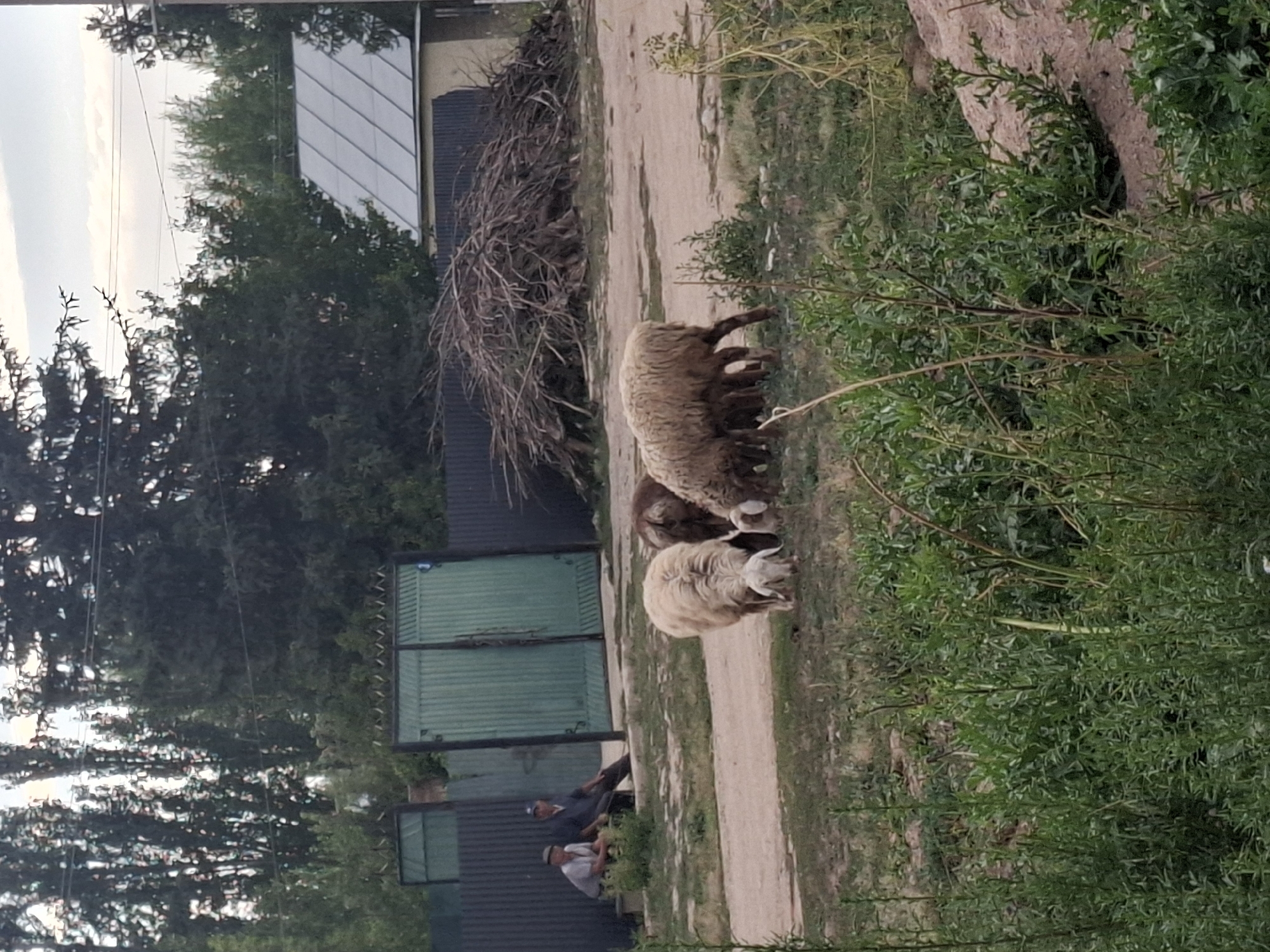 In Jeti-Ögüz, Kyrgyzstan, an outdoor scene depicts two men sitting near a green gate and fence, with a pile of branches behind them. A building with a grey roof is visible in the background. In the foreground, several sheep are grazing on the dirt and grass. The environment appears to be rural, with trees and vegetation surrounding the area.