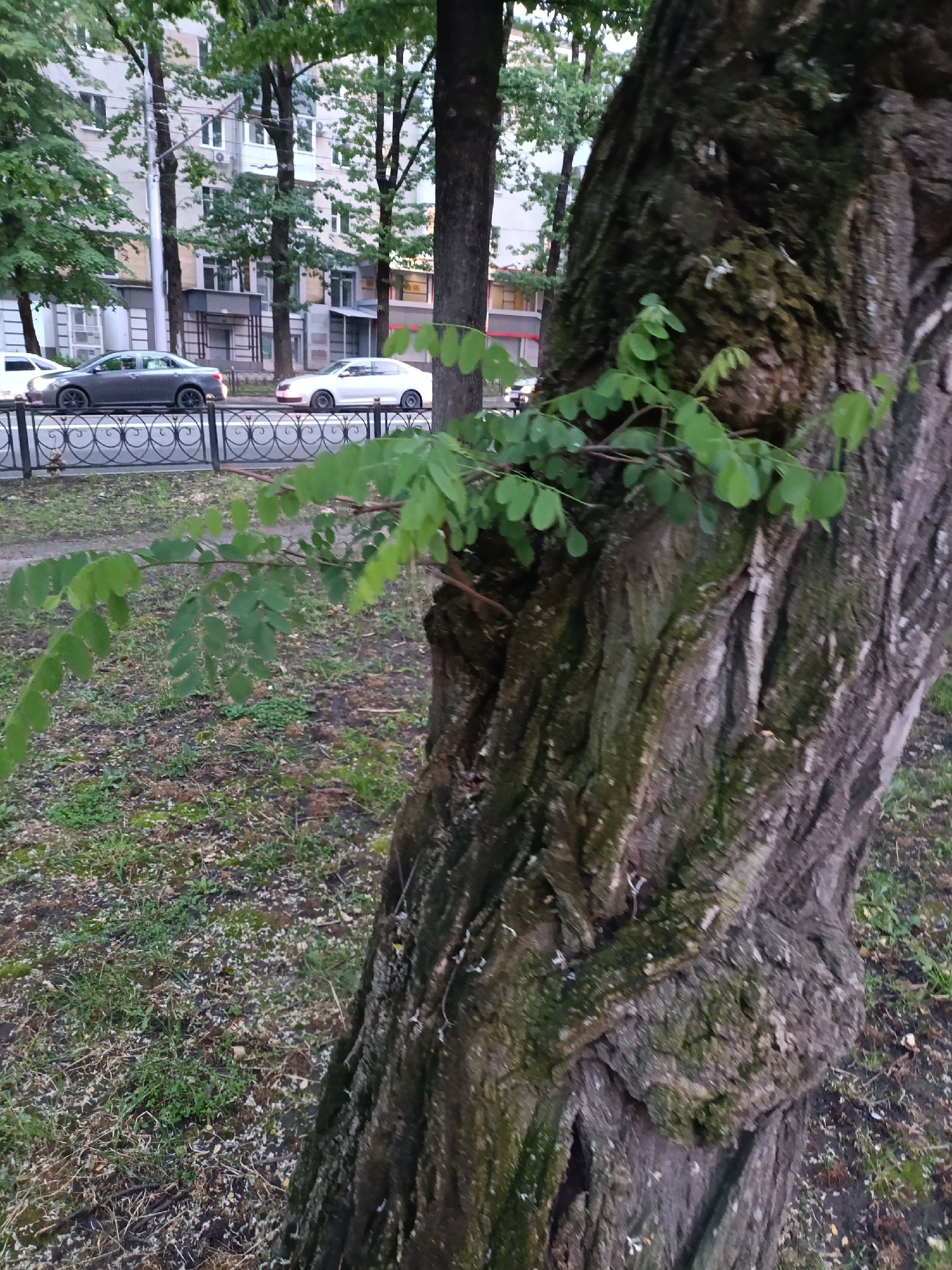 A close-up, low-angle shot focuses on the rough, textured bark of a large tree trunk on the right side of the frame. A branch with small, green leaves extends horizontally from the trunk into the left side of the image. In the background, a street scene unfolds. Two cars, a dark gray sedan and a white sedan, are parked on the street behind a decorative metal fence. Beyond the cars, a multi-story building with numerous windows and balconies lines the street. Trees with lush green foliage are visible on the left side of the frame, in front of the building. The ground in the foreground is covered with grass and scattered debris. The overall impression is of an urban environment where nature, represented by the tree and its foliage, intertwines with the built environment of buildings and vehicles. This scene is located on Mayakovsky Street in Stavropol, Russia.