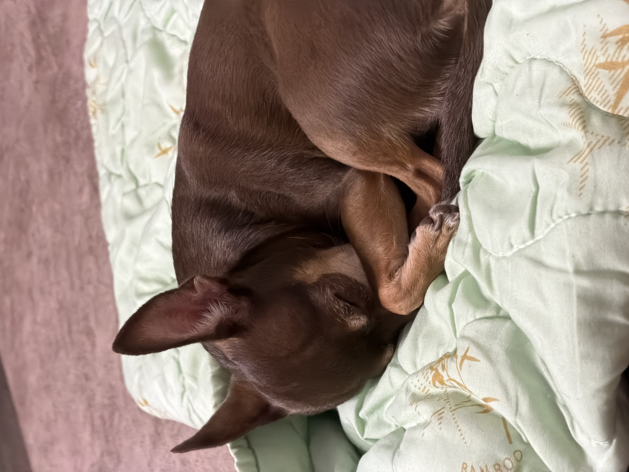 An overhead, medium shot captures a small brown dog sleeping curled up on a light green quilted blanket, which is on a pink textured surface. The dog is facing left with its head tucked into its body, and its paws are wrapped around its face. Its eyes are closed, and its ears are perked up. The blanket has a pattern of bamboo stalks printed on it in a light brown color. The background is blurred and out of focus.