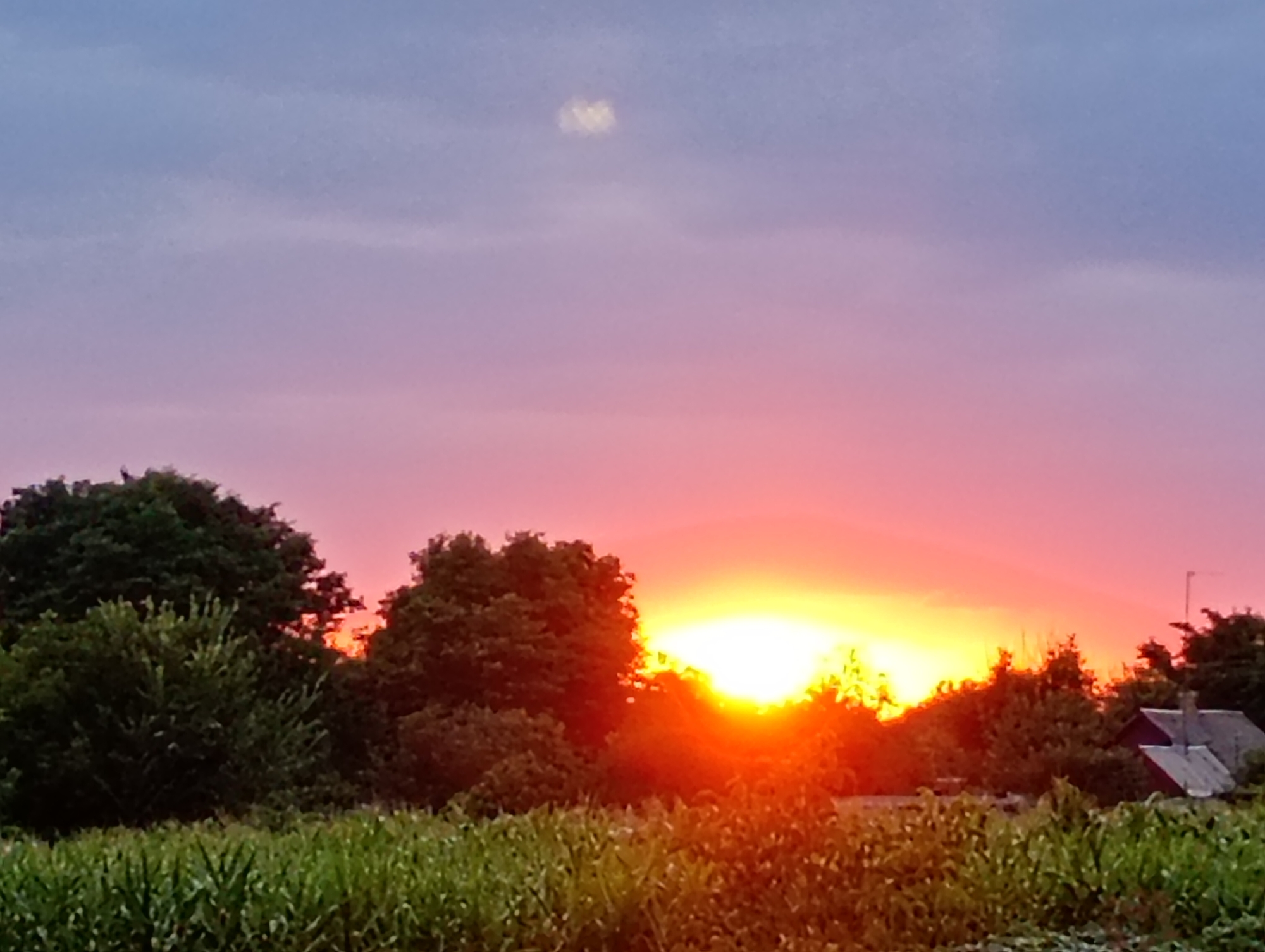 This image depicts a rural landscape at sunset, likely in Marynivka, Ukraine. The sky displays a gradient of colors, transitioning from a pale blue at the top to a vibrant pink and orange near the horizon, indicating the sun is setting. A small, indistinct cloud formation is visible in the upper portion of the sky.

In the foreground, a field of green crops, possibly corn, stretches across the bottom of the frame. Behind the crops, a line of trees with dark green foliage forms a silhouette against the colorful sky. Among the trees, a small house with a dark roof is partially visible on the right side of the image, with a faint indication of a structure possibly resembling a chimney or antenna. The overall scene is one of natural beauty during twilight, with no people or discernible human activity present.