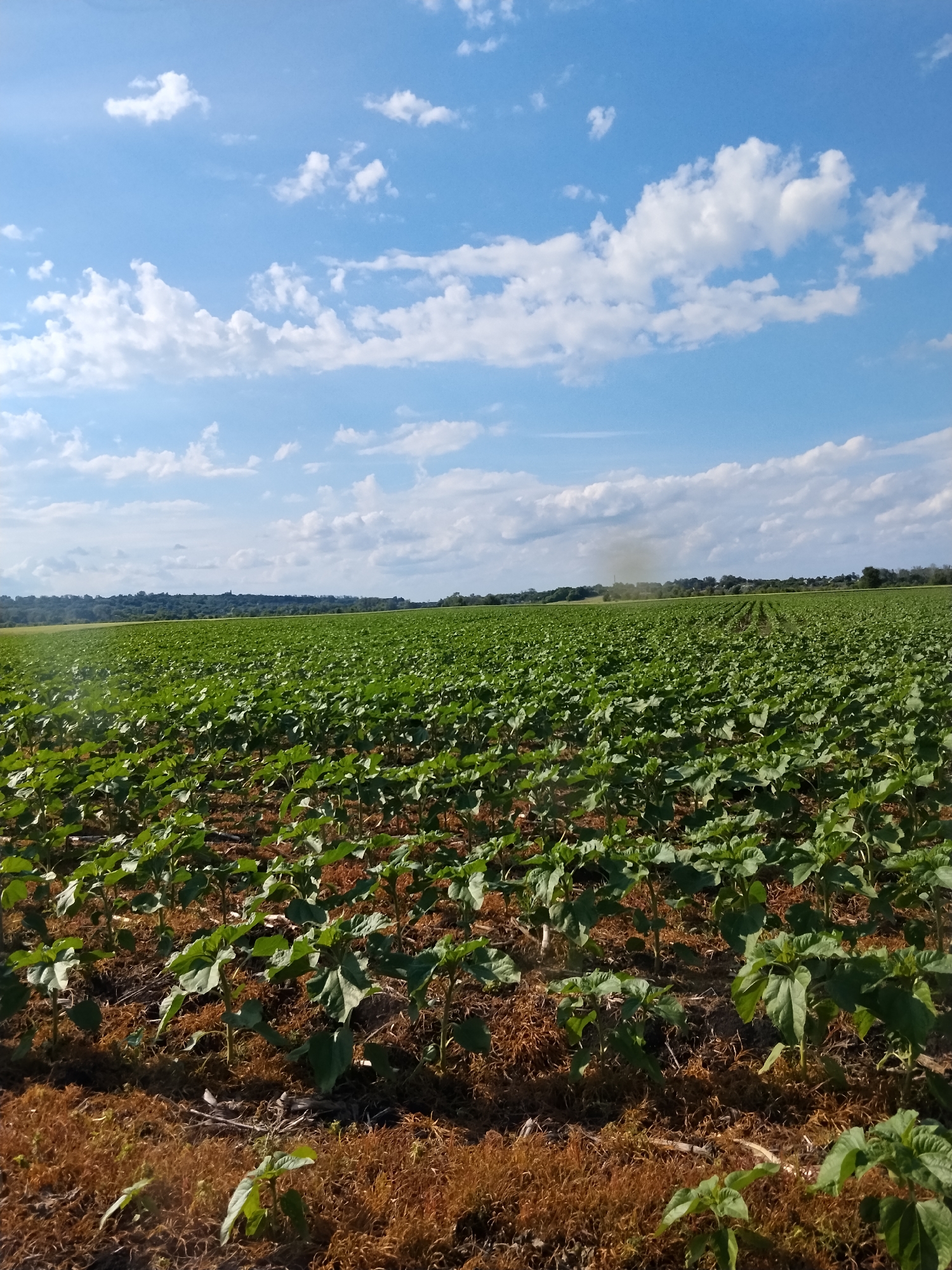 A vertical, eye-level, wide-angle shot captures a young sunflower field under a bright blue sky with scattered white cumulus clouds. The foreground is dominated by rows of small, green sunflower plants with broad leaves, planted in dark soil interspersed with dry, brown vegetation. The field extends to the horizon, where a line of trees forms a dark green border against the sky. In the distance, a faint plume of grey smoke rises from behind the trees, suggesting industrial activity or a controlled burn. The overall impression is one of agricultural expansion and a vast, open landscape.