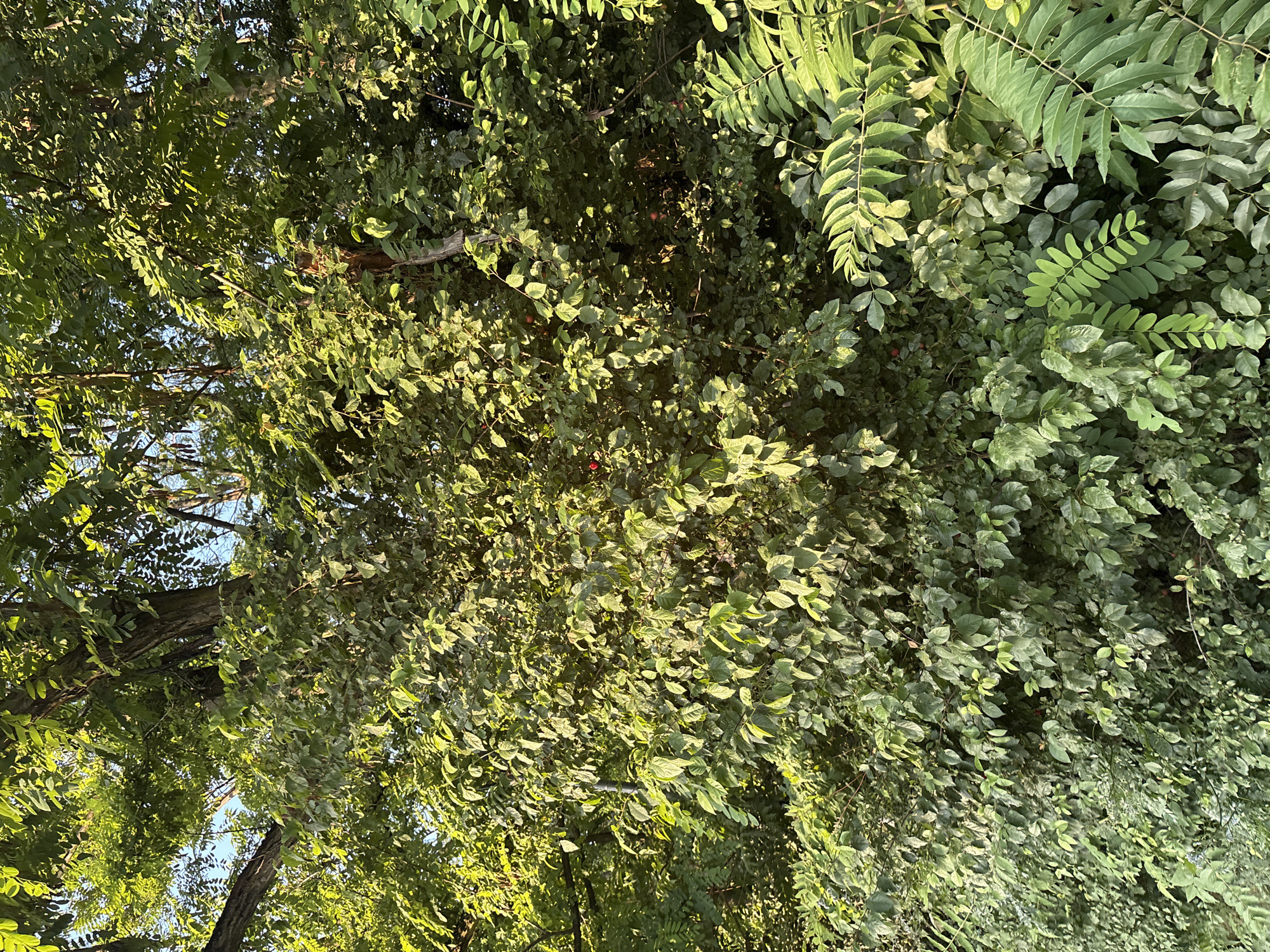 The image depicts a dense canopy of green foliage, seen from a low angle looking upwards. Sunlight filters through the leaves, creating dappled lighting and highlighting the vibrant greens and yellows of the vegetation. Several tree trunks are visible, with rough bark textures. Some small, red berries are scattered amongst the leaves, adding small points of color to the otherwise monochromatic green scene. The leaves vary in size and shape, with some appearing broad and ovate, while others are long and feathery. The overall impression is one of lush, abundant plant life, possibly in a park or natural setting. The clear sky visible through the branches suggests it is daytime with good weather. No people, objects, or text are visible. The location context is Cukarica Urban Municipality, Serbia.