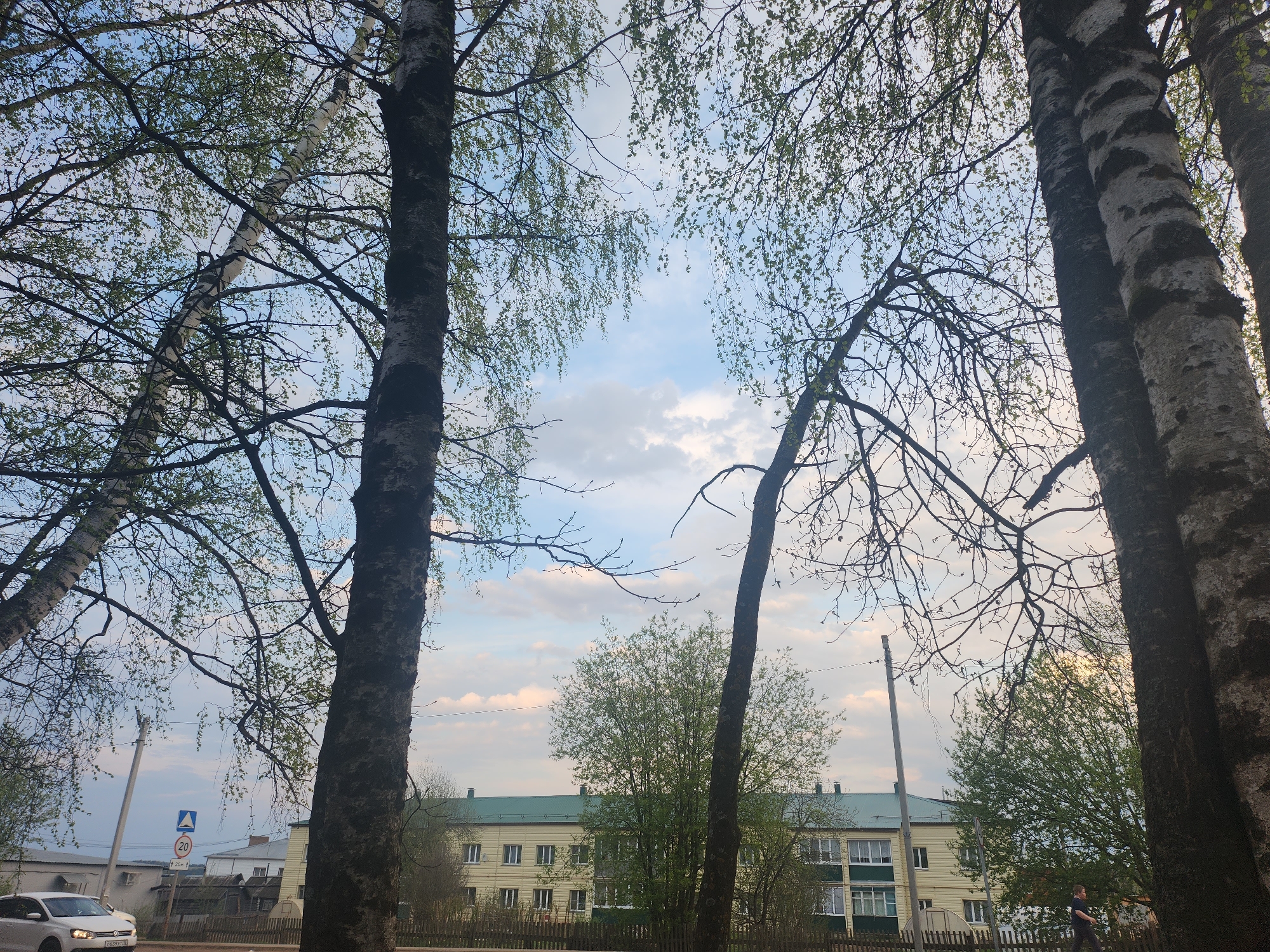 The image depicts a street scene in Krasnogorskoye, Russia, captured from a low angle. The frame is dominated by birch trees with mottled white bark, some still bare-branched and others with nascent green leaves. Through the trees, a pale blue sky with scattered white and pink-tinged clouds is visible. In the midground, a two-story building with a green roof and light yellow facade stands behind a wooden fence. A few green trees are planted in front of the building. On the left of the frame, a white car is partially visible on the road. A road sign is also visible. On the right side of the frame, a man in black is walking on the sidewalk. The setting suggests early spring.