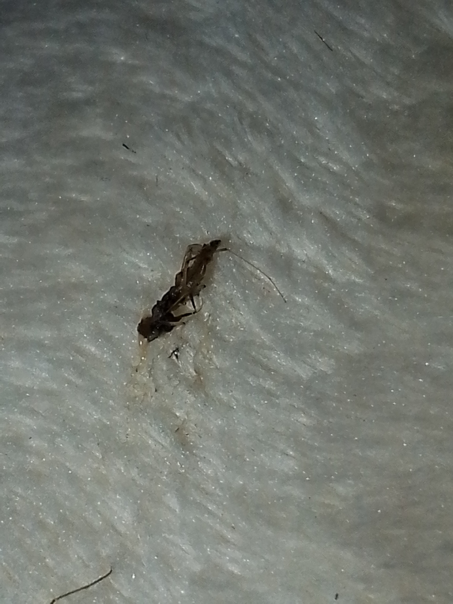 The image shows a dead insect, possibly a type of cockroach or beetle, lying on a textured, light-colored surface that may be fabric or carpet. The insect is dark brown or black in color, and some translucent material seems to be exuded from its body. The photo was taken in Lhokseumawe, Indonesia.