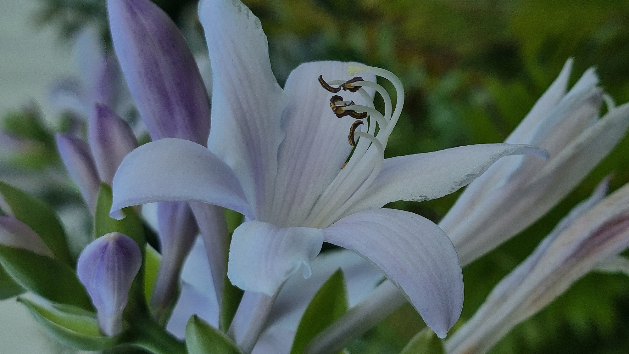 A close-up, vertical, outdoor shot showcases a cluster of pale lavender and white hosta flowers and buds against a blurred green background, suggesting a garden setting in Vysokoe, Russia. The foreground is dominated by a fully bloomed hosta flower, its delicate, trumpet-shaped petals unfurling. The flower's interior reveals slender, white stamens tipped with dark brown anthers, some of which are curled. Several unopened buds, colored a soft lavender with green sepals, are clustered behind the open bloom. The overall lighting is soft and natural, highlighting the subtle color variations and textures of the flowers. The background is a bokeh of greens, indicating foliage, and the composition is focused entirely on the floral elements. There are no people or animals present in the frame.