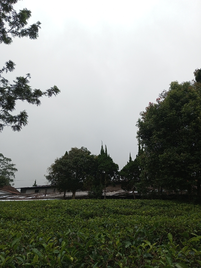 This image depicts a landscape in Ciherang, Indonesia, under an overcast sky. The foreground features a dense field of cultivated green tea plants. In the midground, several large trees are visible, including broadleaf trees with dark green foliage and distinctive tall, slender, conical evergreen trees. Behind these trees, multiple structures with reddish-brown tiled roofs and lighter-colored walls are partially visible, suggesting buildings associated with the agricultural area. Dark green tree branches extend into the upper left quadrant of the frame. The overall environment is rural and agricultural, devoid of human presence or activity.