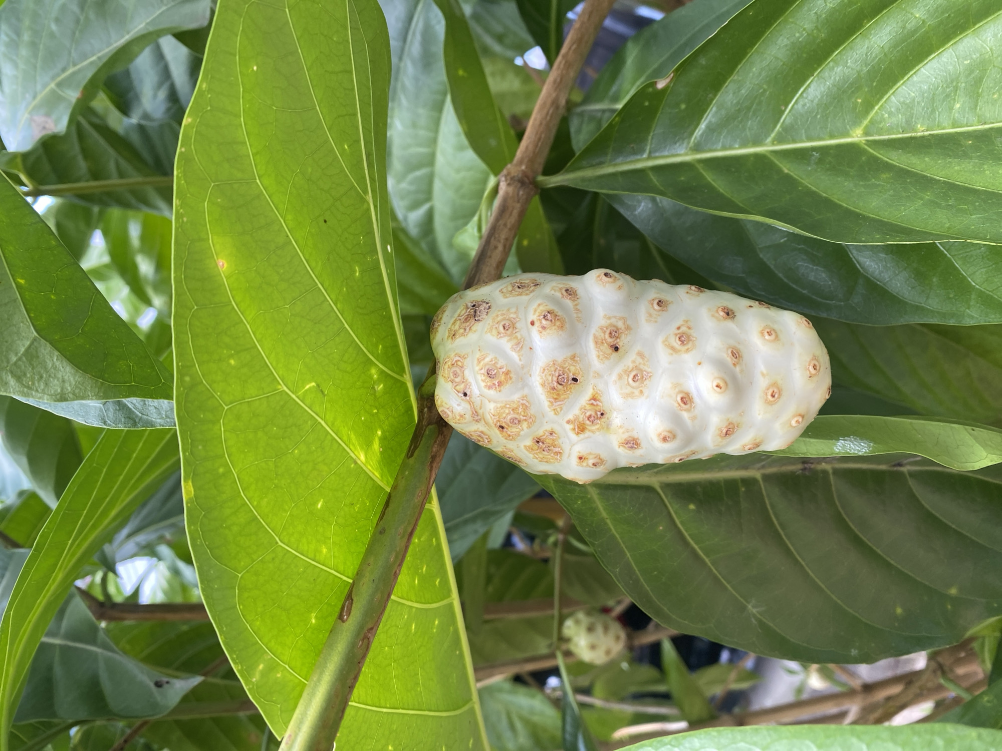 A white, bumpy fruit, likely a noni fruit, hangs from a branch amidst large green leaves. The fruit has a textured surface with indentations and small, reddish-brown spots. In the background, another smaller, greenish fruit is visible, also surrounded by foliage. The scene appears to be outdoors, with natural lighting. The overall setting suggests a tropical or subtropical environment, possibly a garden or natural area. The image is taken from a close-up perspective, focusing on the fruit and its immediate surroundings. The presence of these fruits suggests the location is Banjarbaru, Indonesia, a city known for its agricultural and botanical resources.