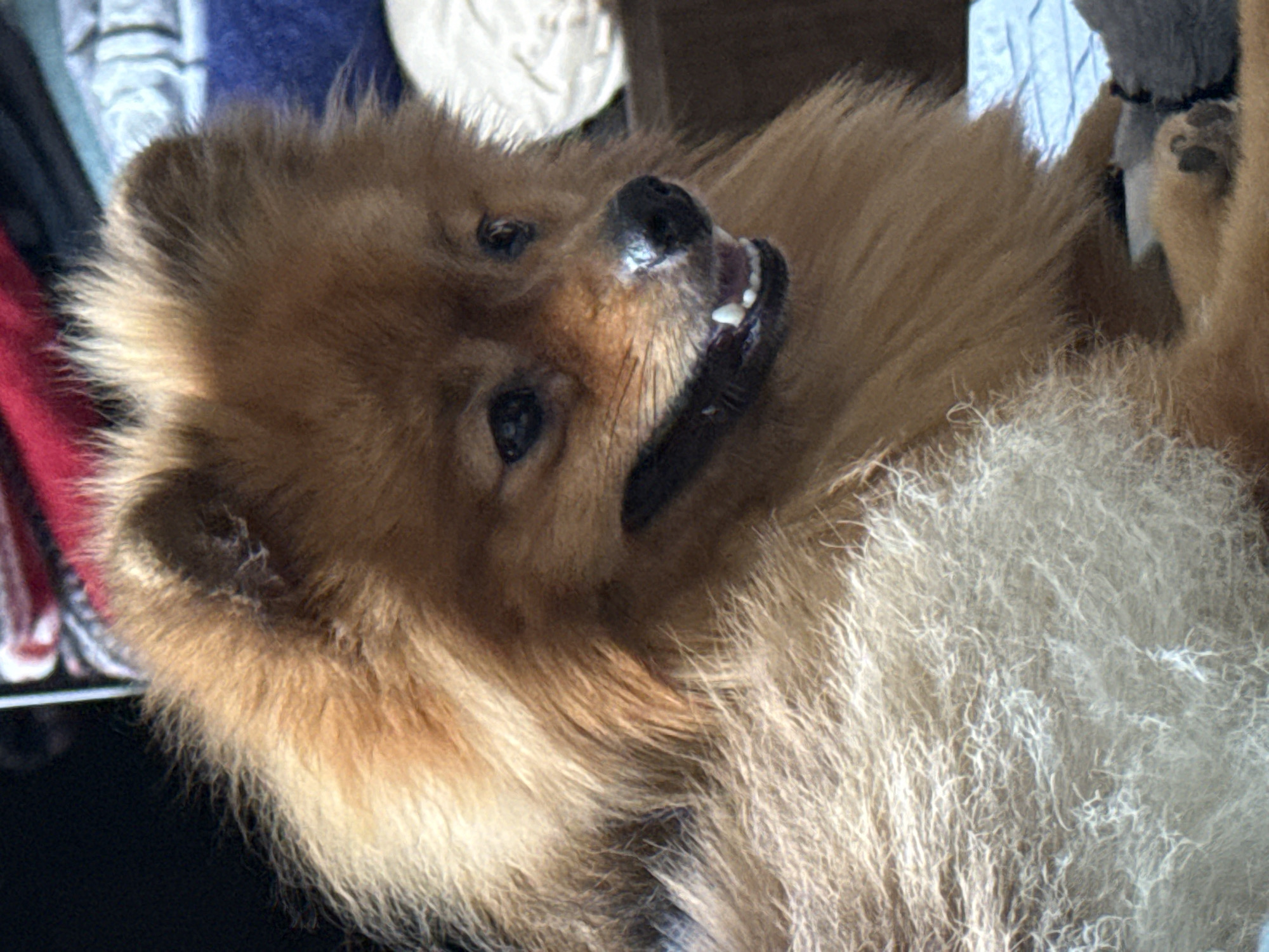 A close-up shot focuses on the face and upper body of a small, fluffy, tan-colored dog, likely a Pomeranian. The dog has its mouth slightly open, revealing small, white teeth, and its tongue is visible. Its fur is thick and appears somewhat disheveled, with lighter tan fur on its chest and darker brown fur on its head and ears. The dog's eyes are dark and appear alert. The background is blurred and suggests an indoor setting with soft furnishings, including what looks like a red and blue blanket or quilt. The lighting appears to be natural sunlight, casting shadows on the dog's face and highlighting the texture of its fur. The image does not provide any specific details about its location in the city of Khimki, Russia.