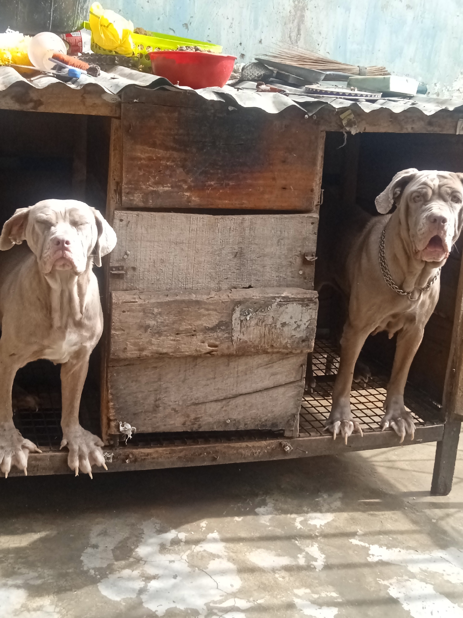Two large, gray dogs are positioned inside a wooden doghouse. The dog on the left has its eyes closed, while the dog on the right has its mouth open and a chain around its neck. The doghouse has a corrugated metal roof, and various items are placed on top of the roof. The background consists of a light blue wall. The location is unknown, as is the city.